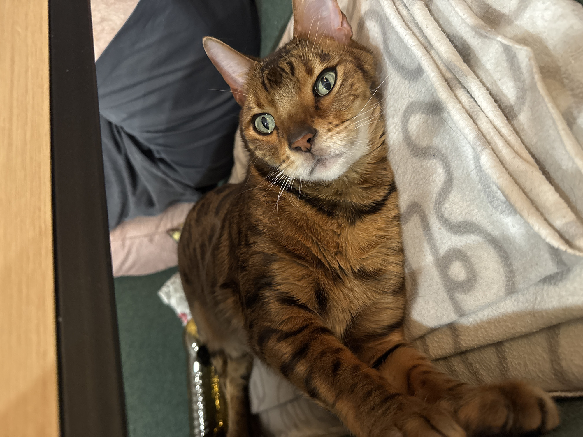 A brown and black spotted Bengal cat with green eyes is lying on a light gray and white blanket. The cat's paws are crossed in front of it. To the left of the cat is a piece of dark furniture with light-colored edges. A person wearing dark gray clothing is visible in the background. Part of the green carpet is visible at the bottom of the frame. A string of lights is visible near the bottom left.