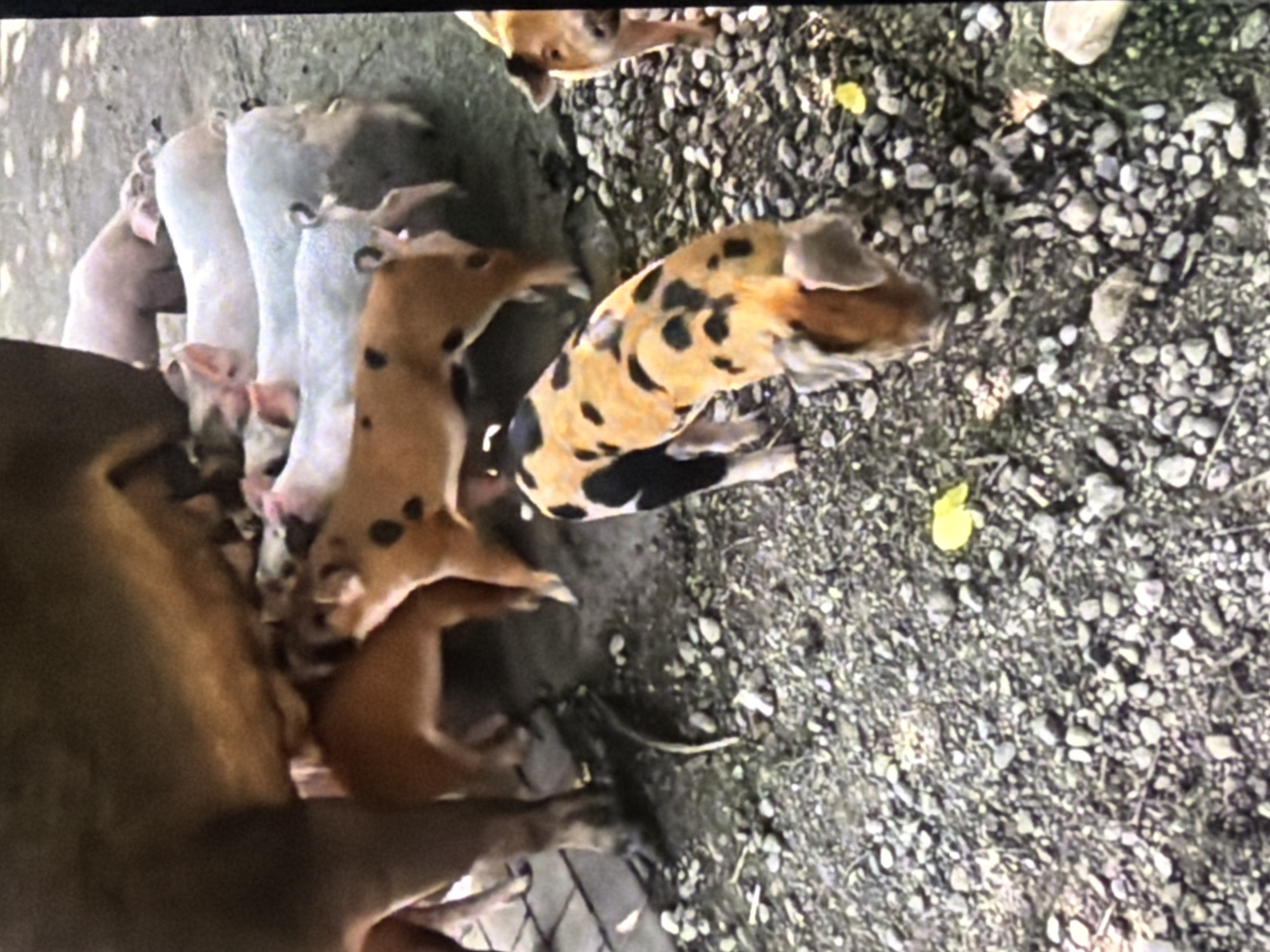 A group of pigs are gathered on gravel. In the foreground, a spotted pig with black and tan patches is seen from the side and slightly behind, with its head down. To the right, a tan pig with large ears is visible from the front, looking towards the camera. Behind these pigs, a sow, the mother pig, stands with her belly extended, and several piglets are clustered around her, some of them nursing. Several other piglets, mostly white or light gray, are also present in the background. The ground is covered with small, gray pebbles and some sparse vegetation. The scene appears to be an outdoor enclosure on a farm. The location is specified as Bukuru, Nigeria.