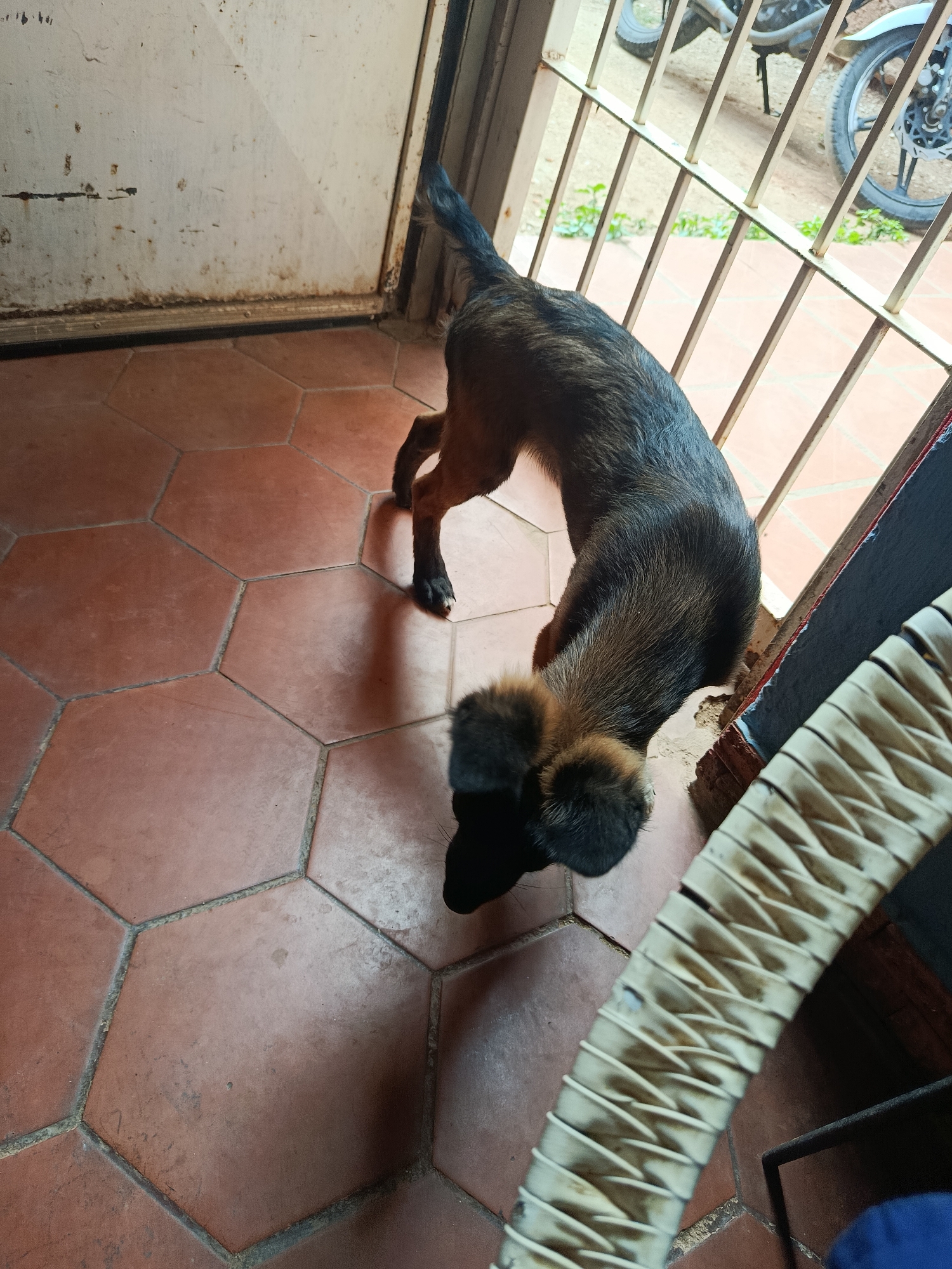 A medium-sized dog, with a dark brown and tan coat, is viewed from a high angle in what appears to be an outdoor or semi-outdoor area in Juan Griego, Venezuela. The dog is facing away from the camera, with its head down, possibly sniffing the floor. It is standing on a floor with hexagonal terracotta tiles. To the right of the dog, there is a metal gate or fence. Beyond the gate, a motorcycle is partially visible, along with some green foliage. To the left of the dog, a weathered, off-white door is present, showing signs of rust and dirt. In the foreground to the right, a segment of a woven object, possibly a chair or basket, is visible. The lighting suggests it is daytime.