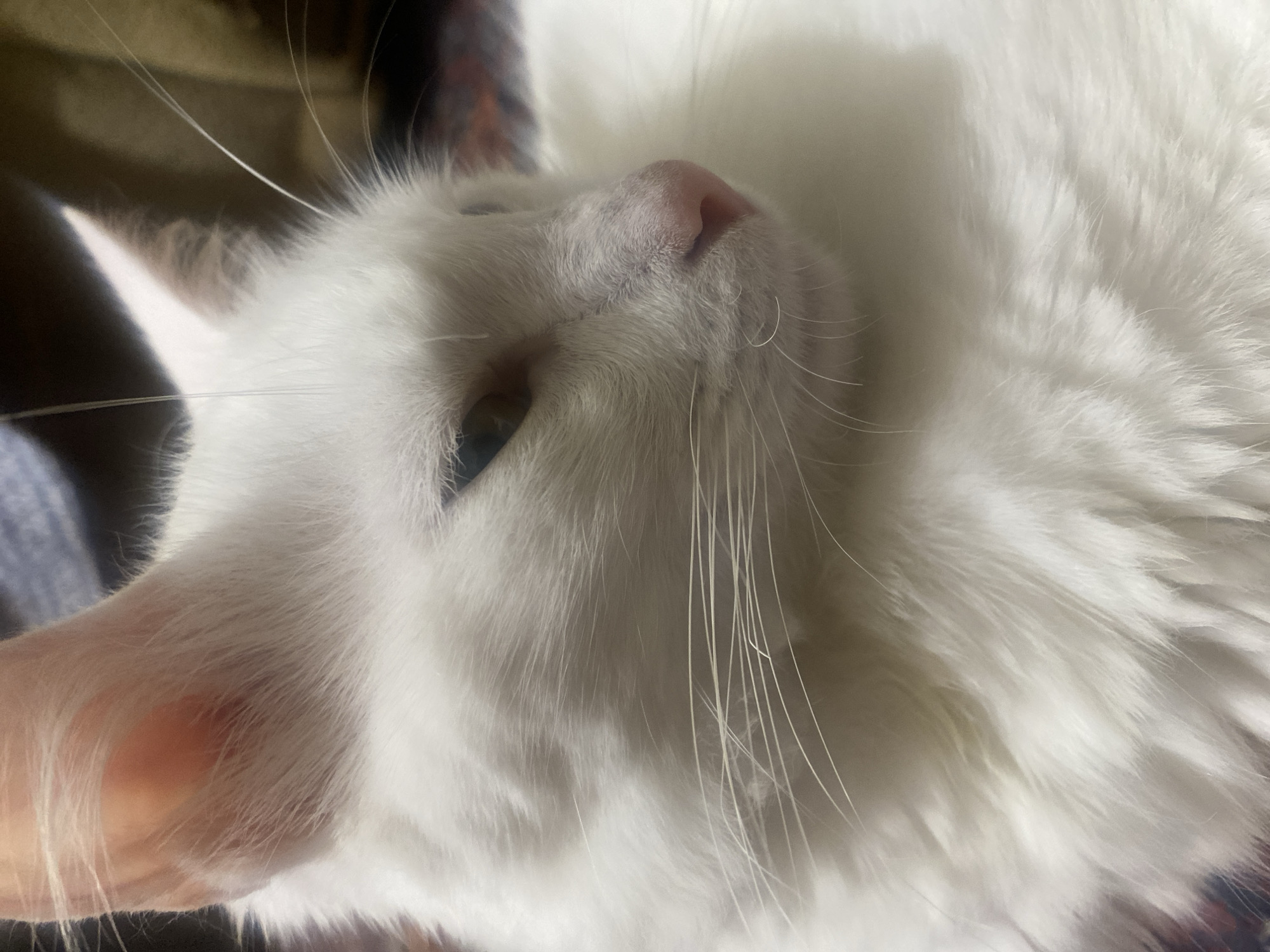 A close-up, eye-level shot captures the profile of a white cat. The cat is facing to the right, with its head tilted slightly downwards. Its fur is predominantly white and appears soft and fluffy. The cat's right ear is visible, angled upwards. Its right eye is partially open, revealing a greenish-brown iris, and the lid is partially closed. The cat's pink nose is prominent in the foreground, with some texture visible on its surface. Long, thin white whiskers extend from the cat's muzzle. The background is blurred and dark, suggesting an indoor setting. The image does not provide any information about the city of Baku, Azerbaijan, or any other specific location.