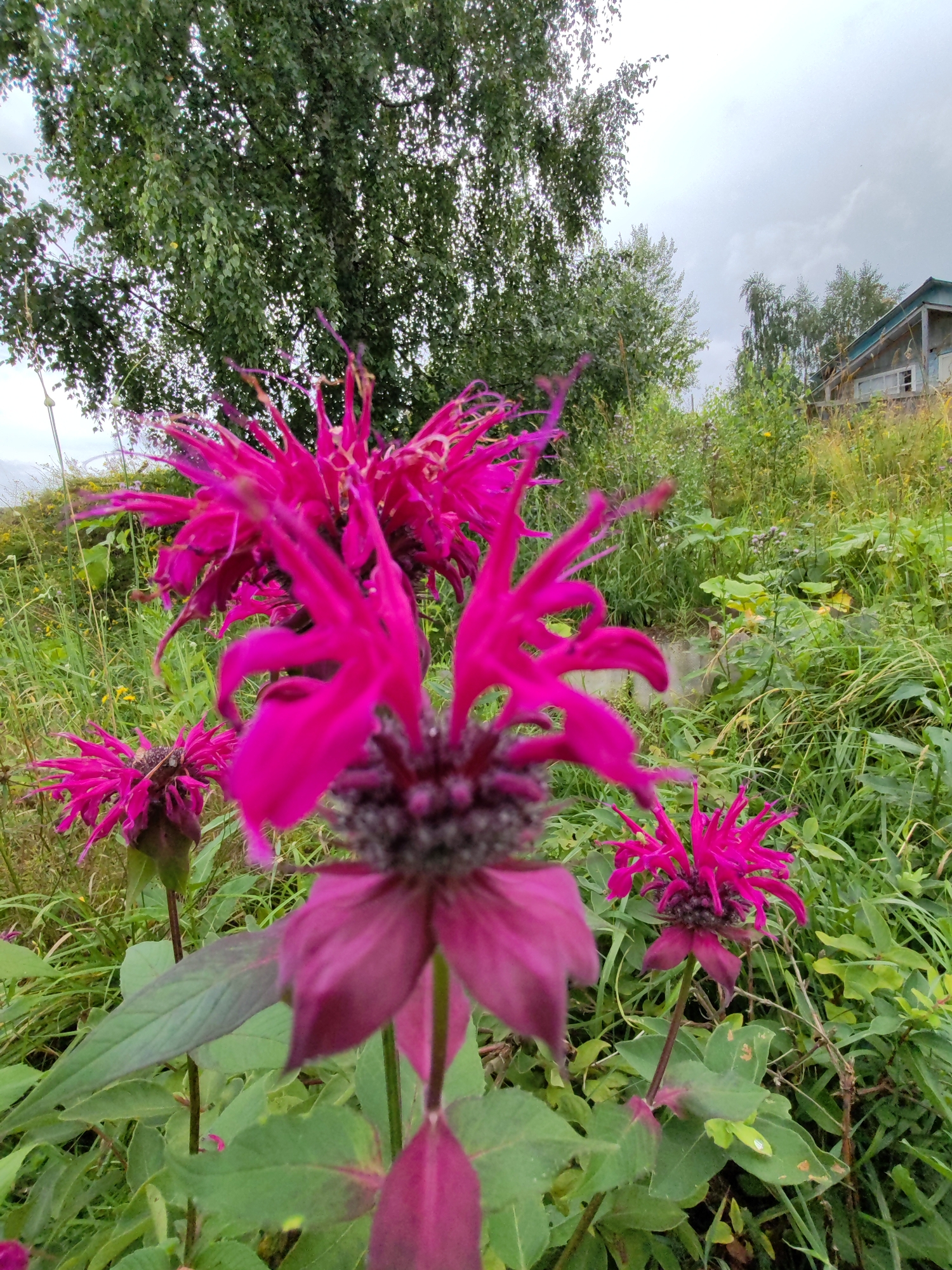 In Чухлэм, Russia, a close-up shot focuses on a cluster of bright pink bee balm flowers. The flowers, with their spiky petals, are in various stages of bloom, with one prominently featured in the foreground slightly out of focus. Behind the flowers, lush green foliage and tall grasses create a natural backdrop. In the distance, a rustic wooden building with a blue roof is visible, nestled amongst the trees and vegetation, suggesting a rural or semi-rural setting. The sky above is overcast, with clouds suggesting a possibly gloomy day.