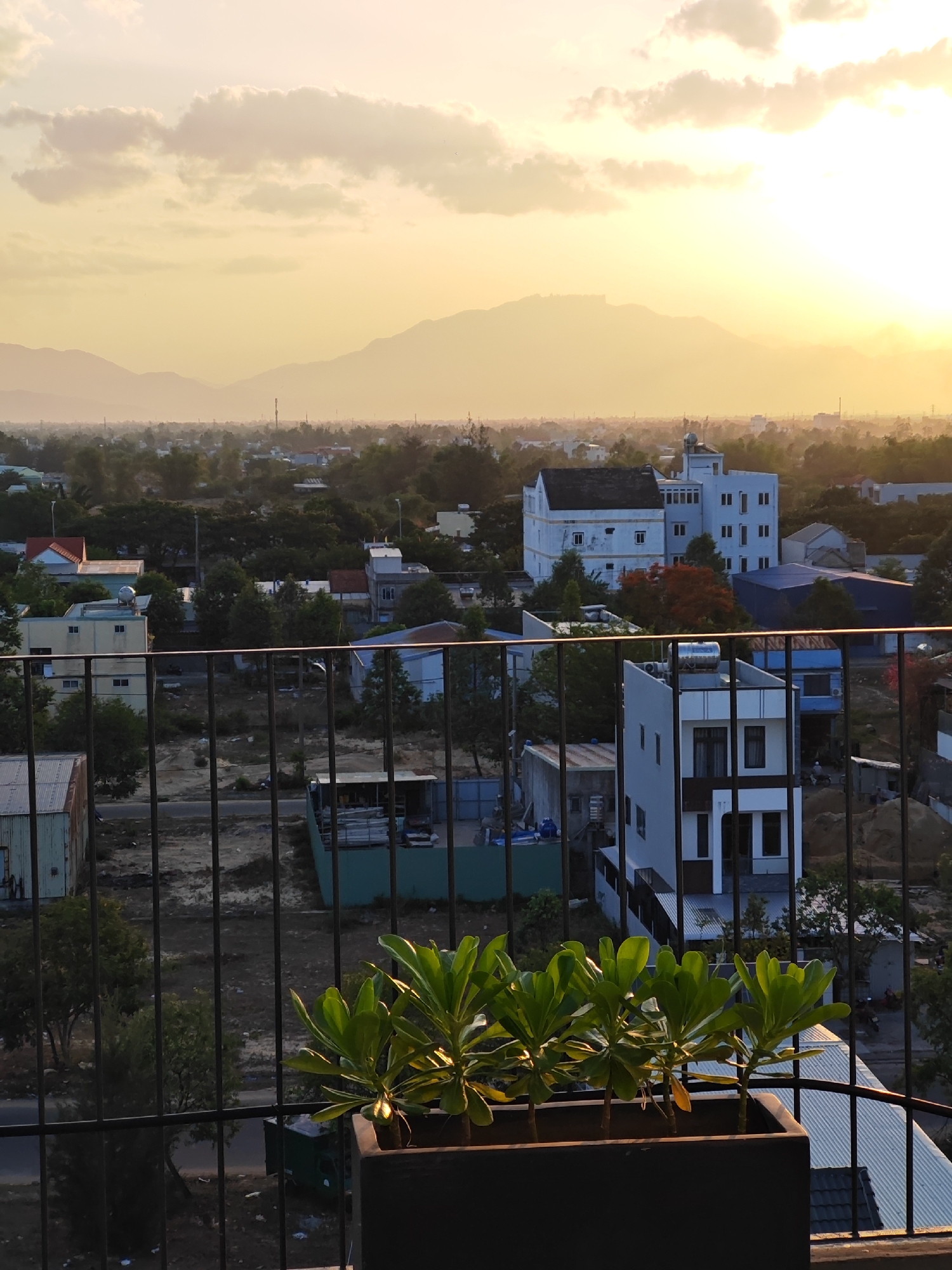 A vertical, eye-level, medium shot captures a view of a city skyline at sunset, with mountains in the distance, from what appears to be a balcony or rooftop. The foreground is dominated by a dark rectangular planter box containing several young green plants with broad leaves, illuminated by the setting sun. A dark metal railing separates the planter from the view beyond.
The middle ground reveals a dense urban landscape with various buildings of different sizes and architectural styles, interspersed with trees. A prominent white building with multiple floors and numerous windows stands out, as does a modern, multi-story white building with dark-trimmed windows. Other structures include what appear to be residential houses, some with flat roofs and water tanks. The ground below the buildings is uneven, with patches of dirt and debris visible.
The background features a hazy mountain range silhouetted against a warm, golden sky. The sky is filled with soft, diffused clouds, and the sun is setting, casting a warm glow over the entire scene. The overall atmosphere is peaceful and serene, suggesting a typical evening in a coastal city.
While the specific location is not explicitly stated, the architecture and the presence of a coastal mountain range are consistent with the city of Đà Nẵng, Vietnam. The image depicts a residential or mixed-use area, with a clear view of the natural landscape beyond the urban sprawl. There are no people or animals clearly visible in the frame.