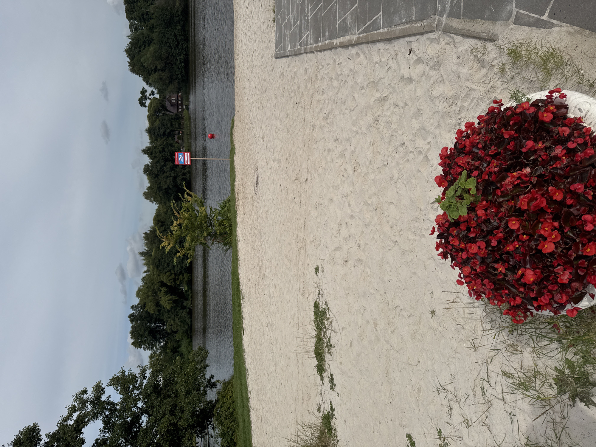 The image depicts a sandy beach area next to a body of water, likely a lake or river, in Sestroretsk, Russia. A cluster of vibrant red flowers in a white planter is prominent in the foreground, to the lower right. The beach extends towards the water, where a red buoy and a signpost with a red and blue warning symbol (possibly indicating swimming or safety regulations) are visible. In the background, a dense line of green trees and a building with a dark roof are situated on the opposite bank of the water. The sky is overcast with scattered clouds. A paved walkway made of dark grey square tiles is visible on the right side of the image. The scene appears to be a calm, outdoor recreational area.