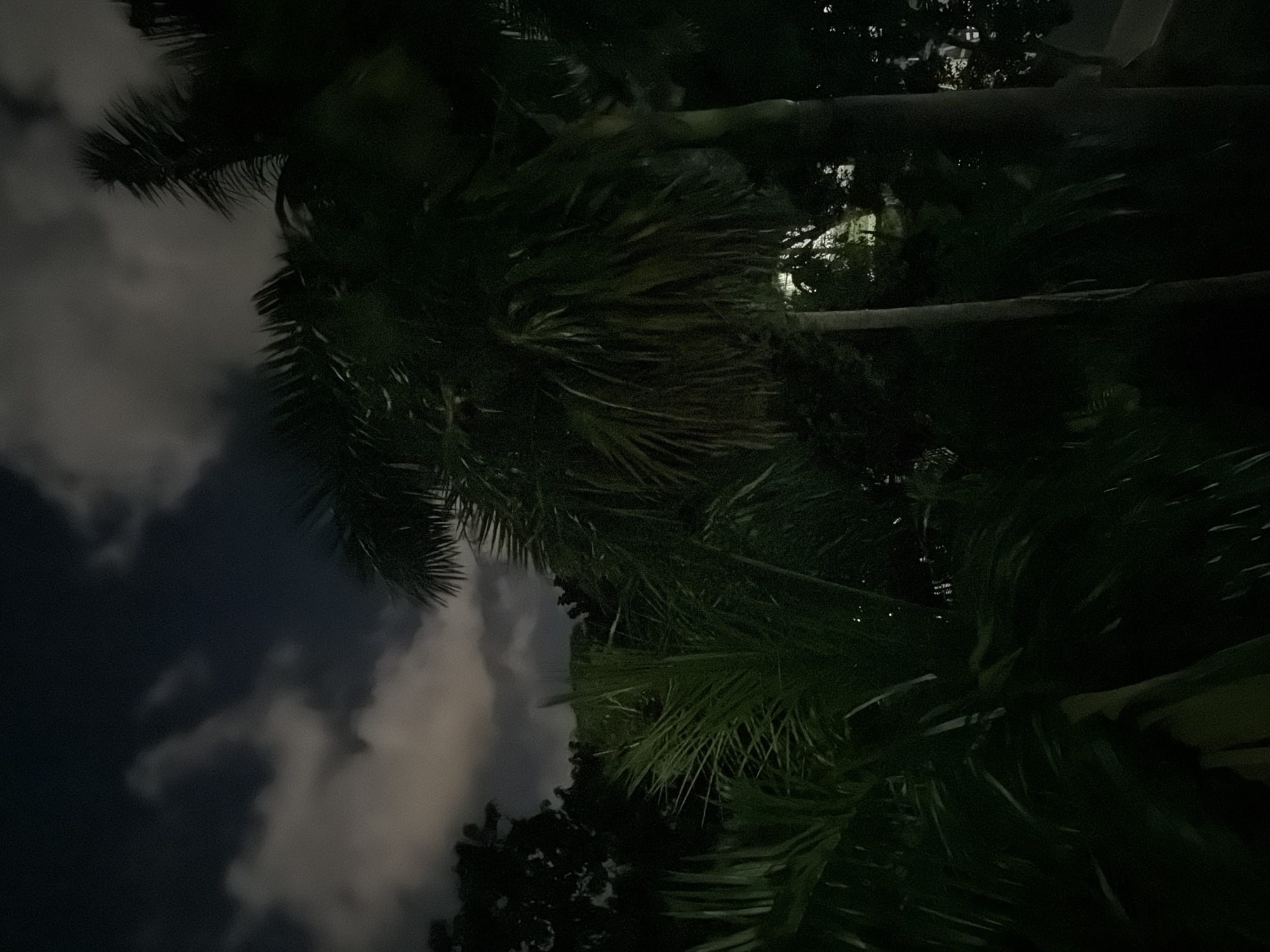 The image shows a nighttime scene in Playa del Carmen, Mexico. Several palm trees are prominent in the foreground and midground, with their fronds obscuring portions of the sky. The sky is dark with scattered clouds, indicating possible overcast conditions. Some light, potentially from street lamps or building lights, is visible through the foliage. The overall ambiance is dark and tropical. No people are visible.