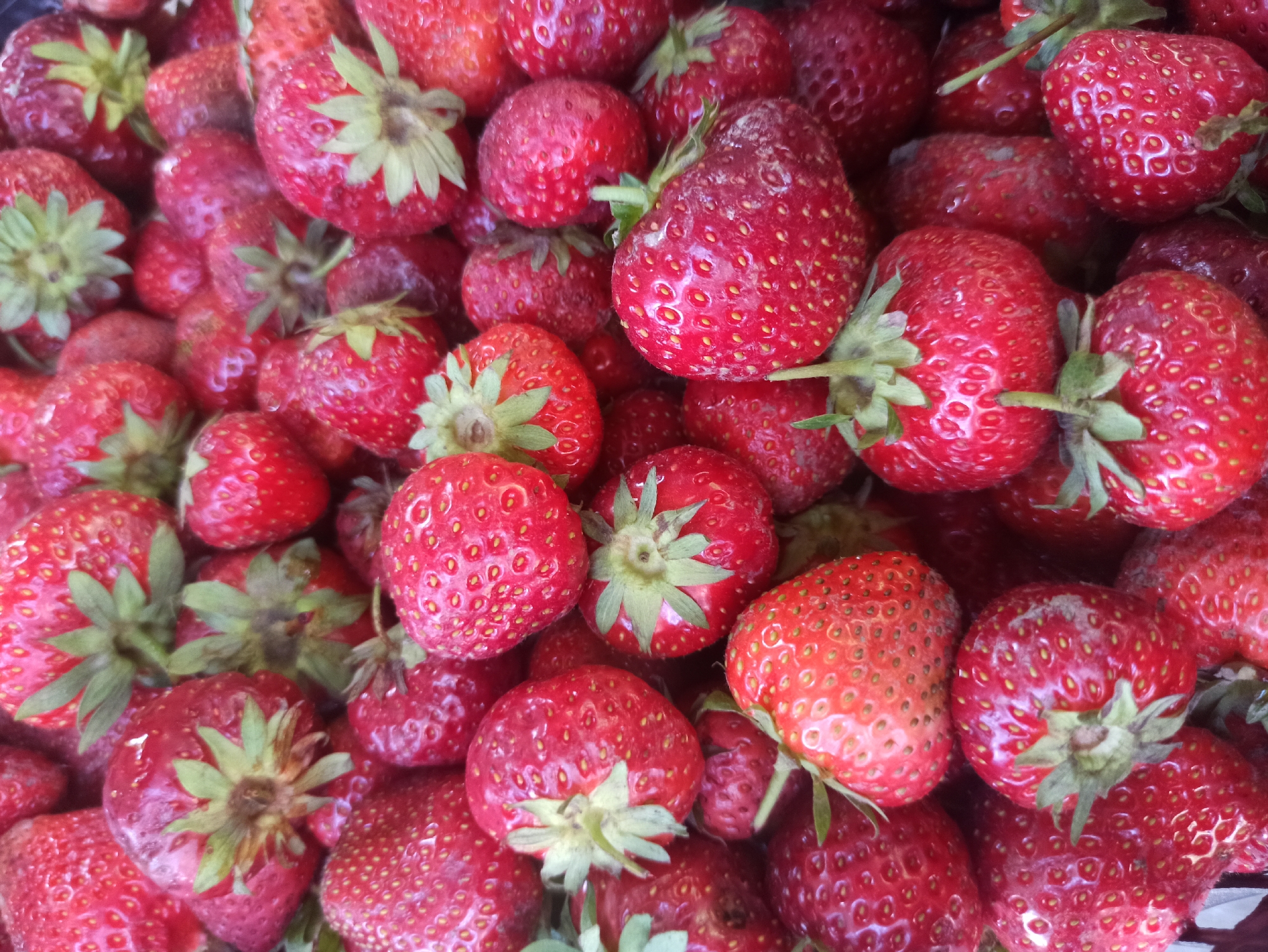 A close-up, overhead shot displays a large pile of fresh, ripe strawberries. The berries are a vibrant red, with visible seeds dotting their surfaces. Many of the strawberries still have their green leafy tops attached. The lighting is bright, suggesting an outdoor setting, possibly a market or a garden. The image does not contain any information about a specific location in Kryvyi Rih, Ukraine.