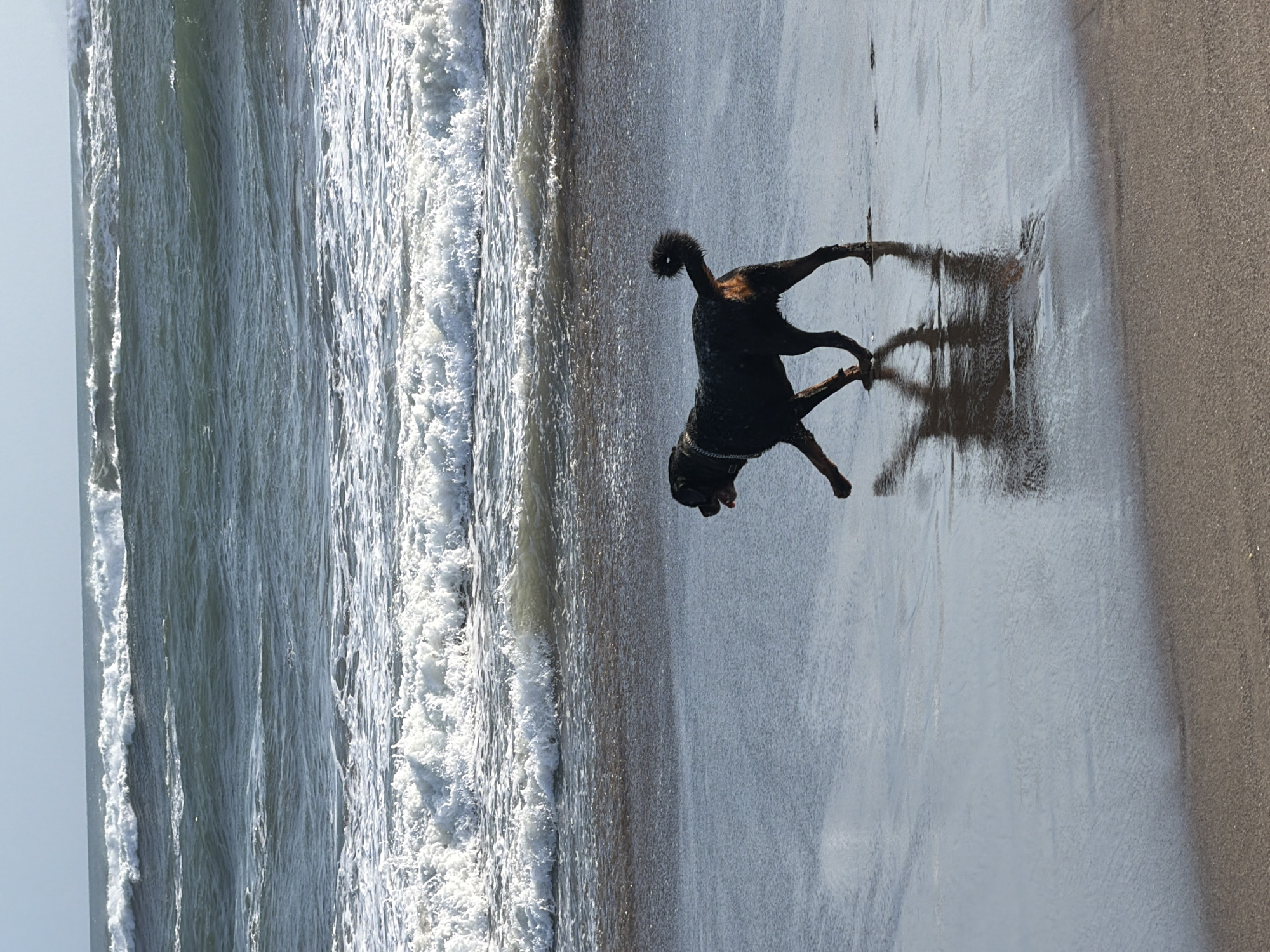 A dark-colored dog with a curled tail walks along the wet sand of a beach. The dog is wet, with water droplets visible on its fur, and appears to be moving towards the right of the frame. The dog's reflection is clearly visible in the shallow water covering the sand. In the background, the ocean features large waves crashing onto the shore, creating white foam and turbulent water. The sky above is a pale blue with some wispy clouds. The scene depicts a typical day at the beach with a dog enjoying the water and the ocean. This location is not in North Kuta, Indonesia.