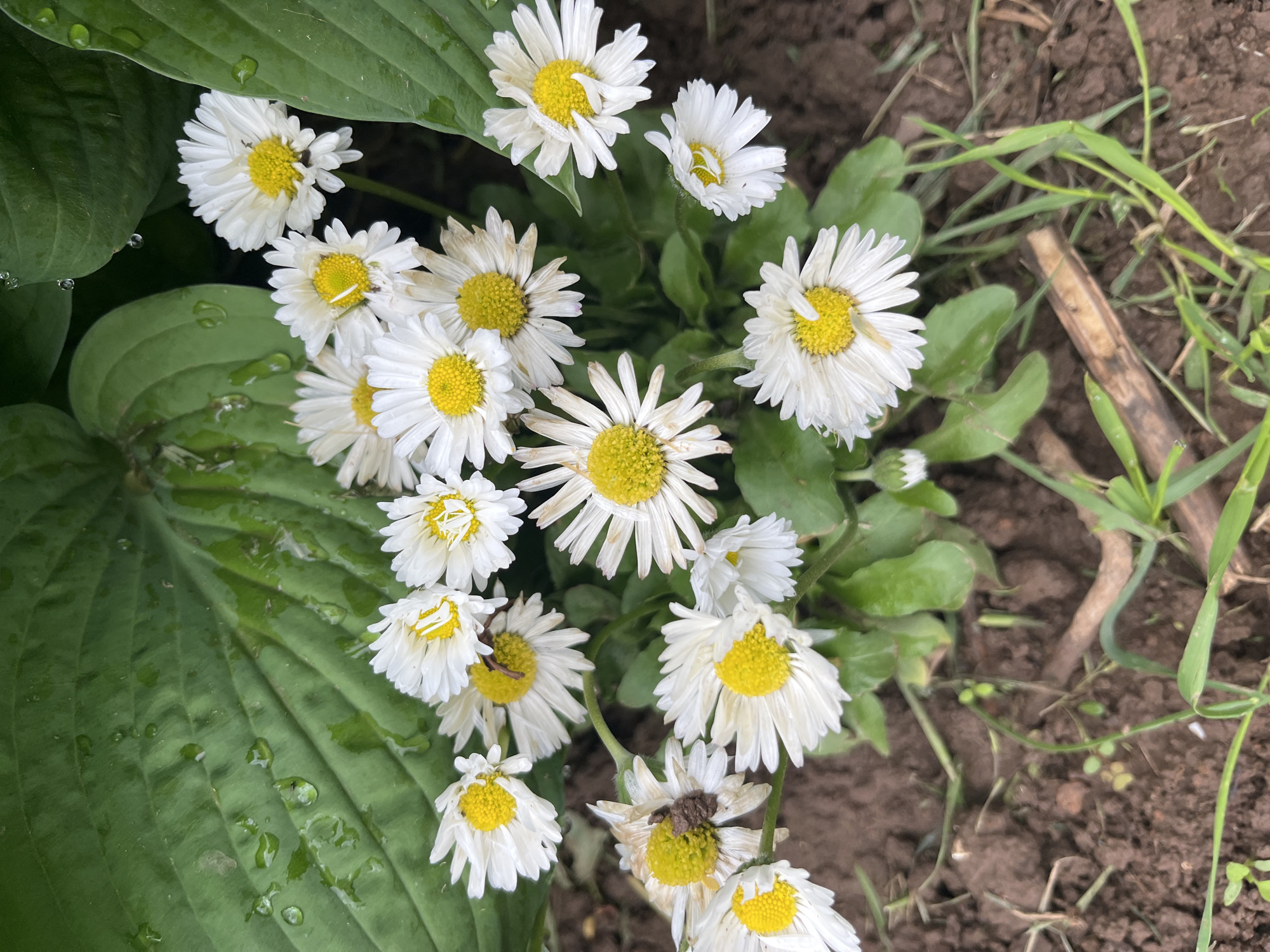 The image shows a cluster of white daisy-like flowers with yellow centers growing in a garden. A large green leaf with water droplets is visible on the left. The soil surrounding the plants is dark brown. Some grass is also present. The location is Фоки, Russia, although this information is not visually discernible and is provided externally. No people, actions, or interactions are depicted.