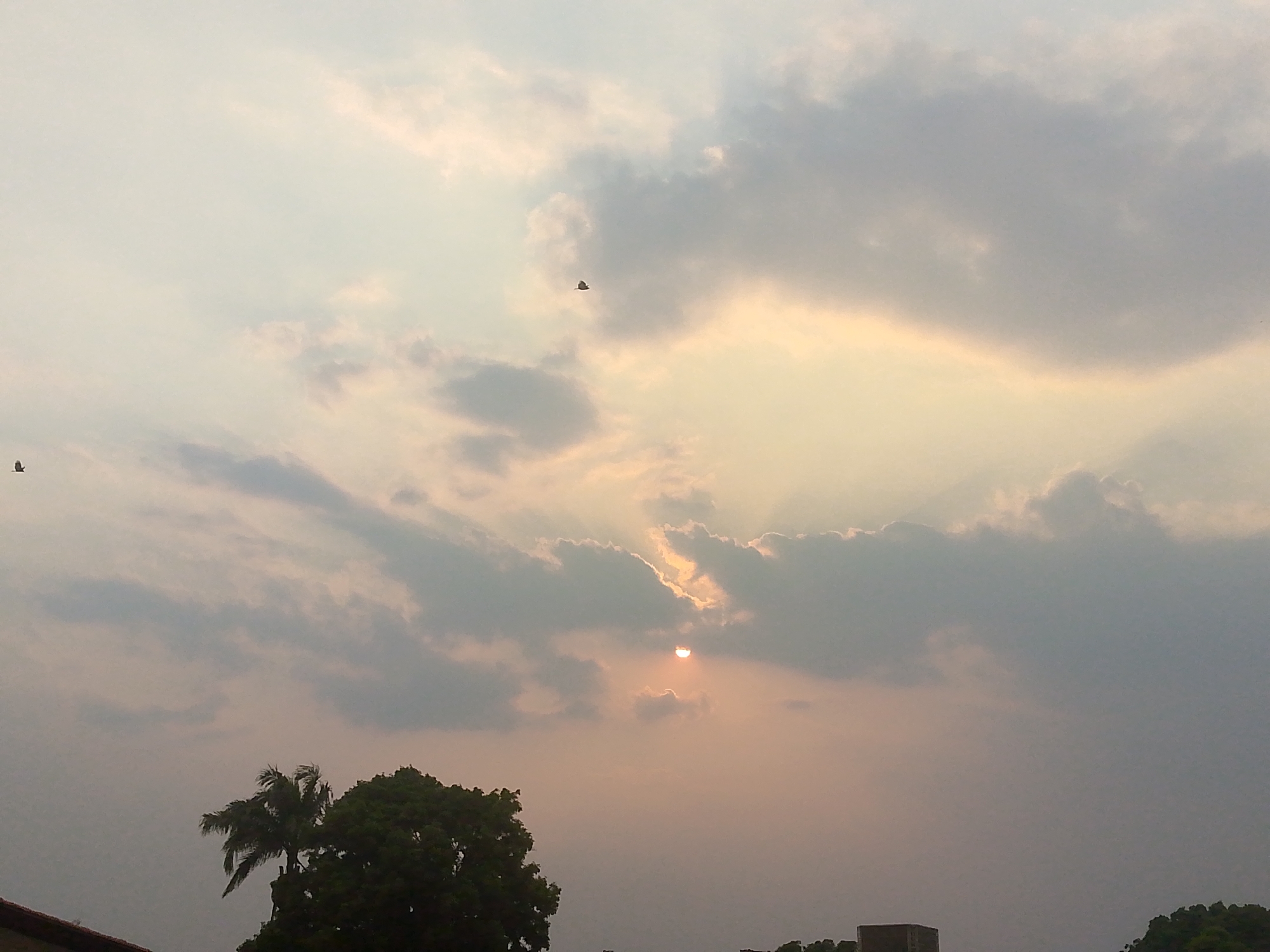 The image displays an outdoor scene over Tinaquillo, Venezuela, depicting a late afternoon or early evening sky. The upper two-thirds of the frame are filled with a cloudy sky, exhibiting tones of gray, white, and pale orange-yellow. The sun is partially visible as a distinct orange-yellow half-disk, located slightly above the central horizontal axis, obscured by a cloud formation. Crepuscular rays emanate upwards and outwards from behind the clouds surrounding the sun. Two small, dark, silhouetted avians, possibly birds or bats, are in flight: one in the upper-left quadrant and another in the upper-central portion of the sky. The lower portion of the image reveals the silhouettes of vegetation and structures. A prominent palm tree and a mass of dense broadleaf foliage are visible in the lower-left quadrant. The edge of a reddish-brown tiled roof is present at the extreme bottom-left corner. A dark, rectangular structure, likely a building rooftop, is situated on the horizon line in the lower-right-center, above the visible treeline.