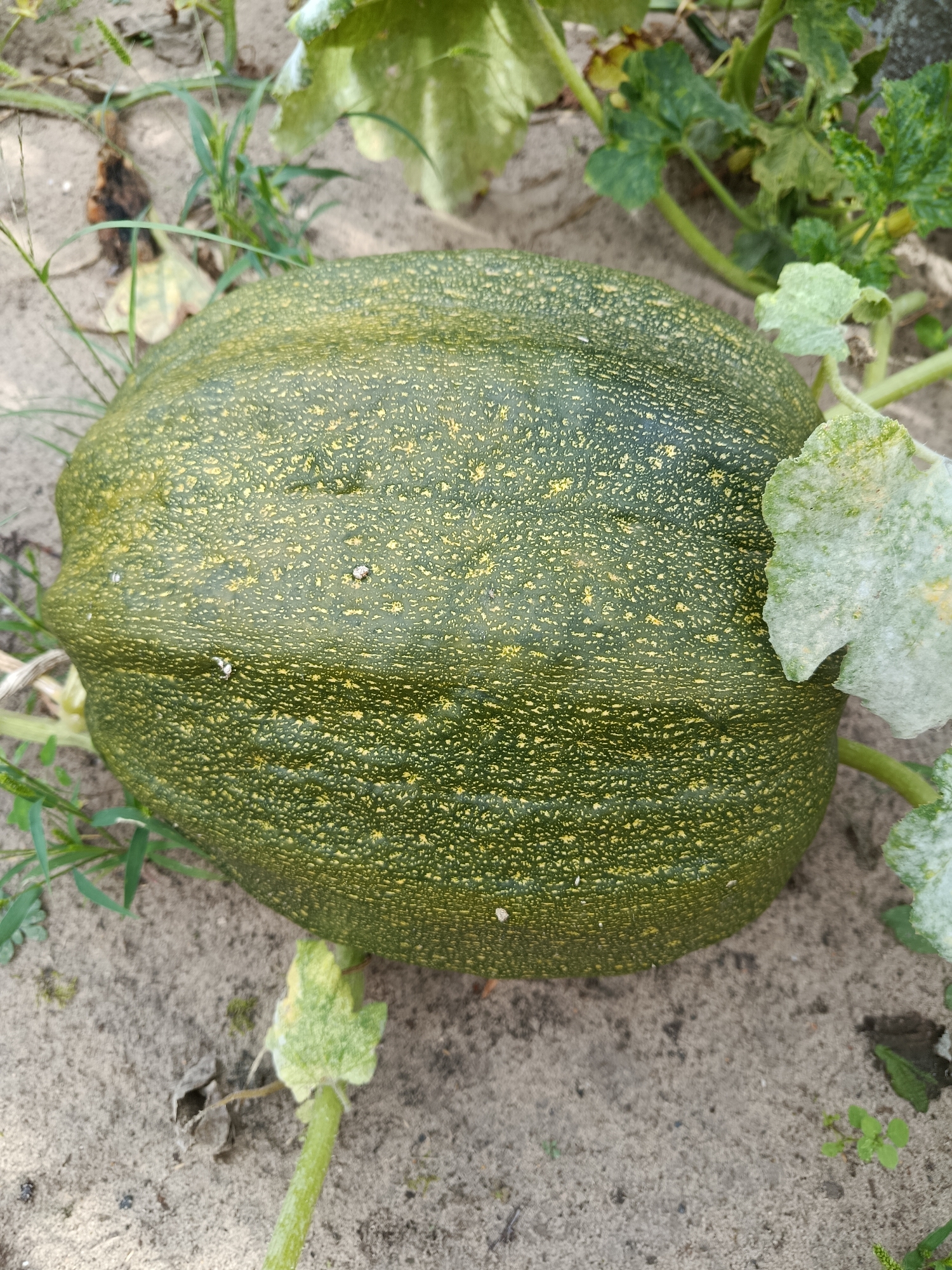 A close-up, high-angle shot shows a large, oblong, green pumpkin with yellow speckling resting on sandy soil in Баравікоўскі сельскі Савет, Belarus. The pumpkin has a rough, textured rind and is surrounded by its vine and several leaves. Some of the leaves are green, while others appear slightly wilted and have a powdery white coating, possibly due to a fungal infection. The soil is light brown and appears dry, with some sparse green grass and dry debris scattered around. The lighting suggests it is daytime, with soft shadows. There are no people or animals visible in the image.