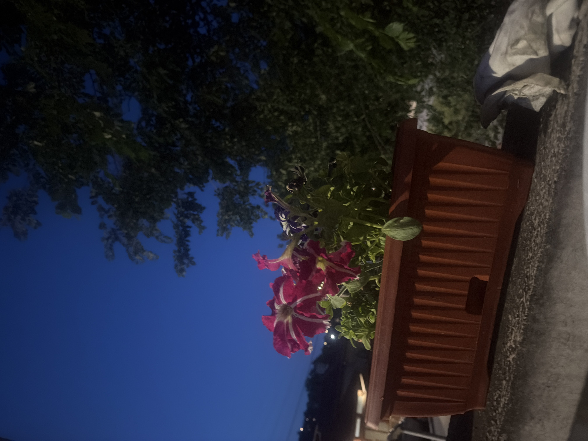 The image presents an outdoor scene at night in Iskar, Bulgaria, focused on a vibrant display of flowers in a planter box. The photograph, when viewed upright, features a brown, rectangular planter box positioned in the midground, slightly to the right. This planter contains lush green foliage and several blooming flowers, primarily petunias, distinguished by their deep red color with prominent white stripes. A single purple and white flower is also partially visible amongst the greenery. The flowers appear to be illuminated by an unseen artificial light source, causing them to glow against the darker surroundings.
To the right of the planter, a textured grey concrete or stone surface is visible, upon which a folded white and blue cloth or blanket rests. The background is dominated by a clear, dark blue evening sky, indicating late twilight or nighttime. Silhouettes of dense trees and foliage frame the upper and left portions of the background. In the further distance, several blurry lights suggest a town or residential area, adding depth to the scene. The overall ambiance is peaceful and serene, with no individuals or visible text present.