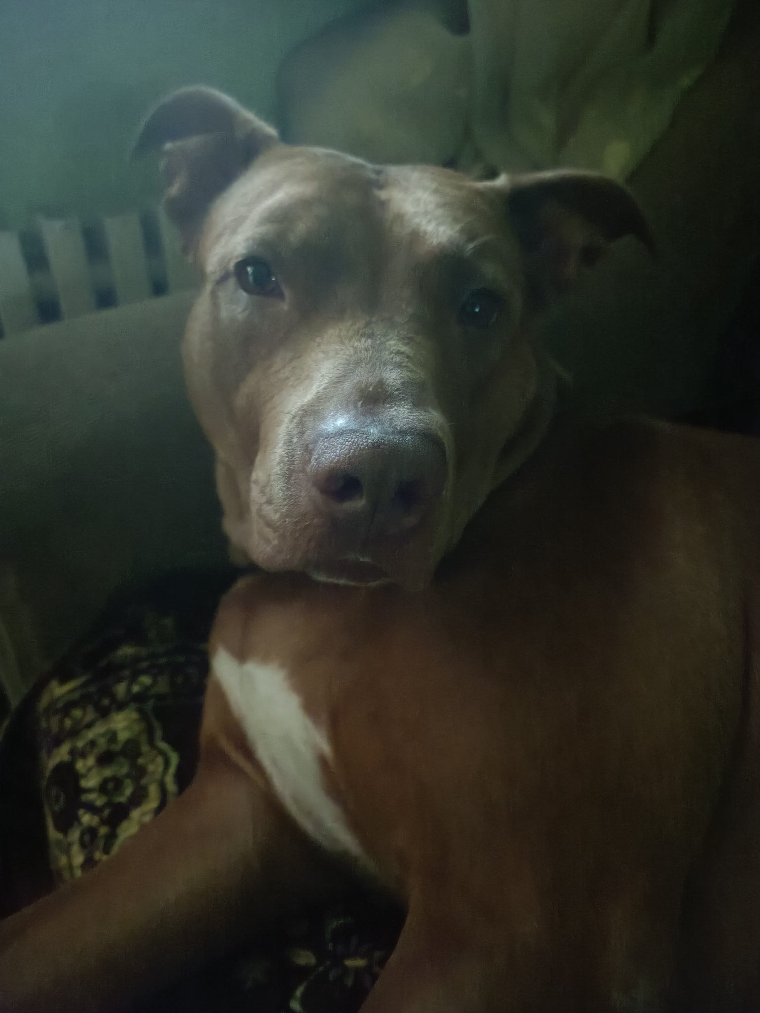 A medium shot shows a brown dog with a white patch on its chest, resting on a dark patterned surface. The dog is looking forward with its head slightly tilted, its ears perked up. The background is dark and out of focus, with hints of a vertical slatted object on the left. The lighting is dim and appears to be artificial. The image captures a close-up of the dog's face and upper body. There is no discernible location information within the image or context to place it in Zaporizhzhia, Ukraine.