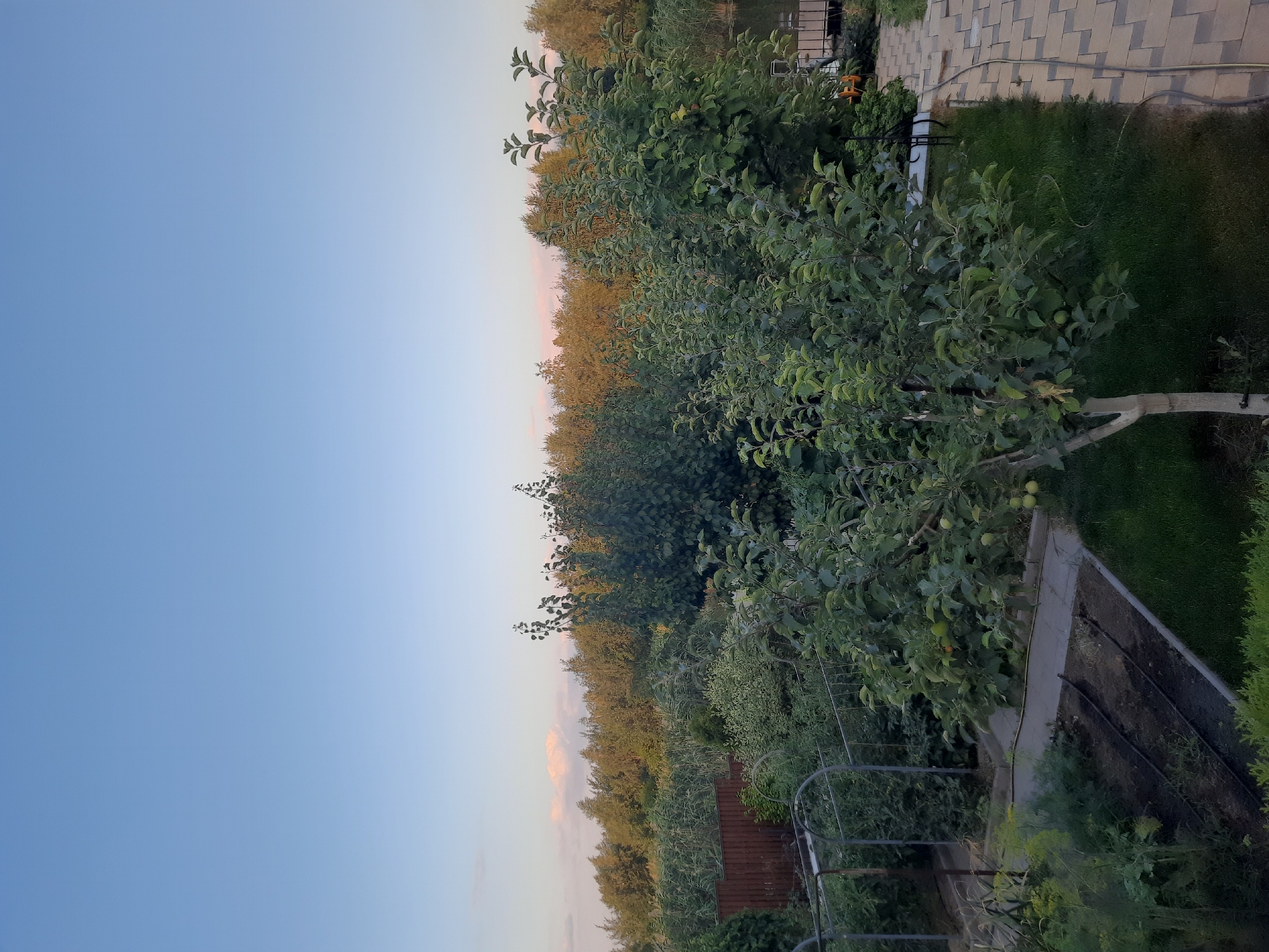 This is a vertically oriented, wide-angle photograph of an outdoor scene at dusk, likely in a residential garden or rural setting. The sky dominates the left side of the frame, transitioning from a clear, pale blue near the top to a softer, pinkish hue closer to the horizon, suggesting the sun is setting.
The right side of the image is filled with lush greenery, featuring a variety of trees and bushes. An apple tree, laden with small green apples, is prominent in the foreground, its branches extending into the frame. Behind it, a dense line of trees forms a natural border, some appearing to be deciduous with hints of yellowing foliage. Further back, a darker, more varied line of trees and shrubs creates depth.
In the upper right quadrant, a paved patio area with interlocking gray pavers is visible, along with a strip of well-maintained green grass. A yellow garden hose and a small, yellow garden tool are also present on the patio. A dark metal fence structure, possibly part of a garden arch or trellis, runs along the bottom right of the image, partially obscured by vegetation. A raised garden bed with dark soil and visible irrigation lines is also present.
The overall mood is peaceful and tranquil, indicative of a late summer or early autumn evening. The low light and soft colors of the sky contribute to this serene atmosphere. No people are visible in the image, and there is no discernible text. The presence of the garden elements suggests a private residential property.