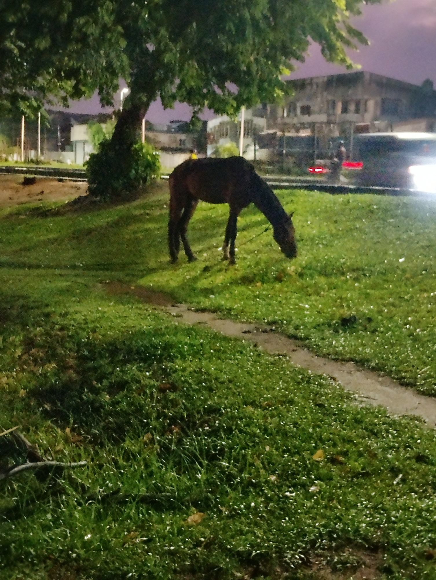 A dark-colored horse grazes on a grassy area beside a tree at night. The horse is positioned in the center of the frame, with its head lowered to the ground. The grass appears wet, and there are small white specks scattered across it, possibly due to light reflections or precipitation. A dirt path runs through the grass. In the background, buildings and a vehicle are visible, illuminated by artificial lights. The sky is a dusky purple. The scene is set in Ikeja, Nigeria.