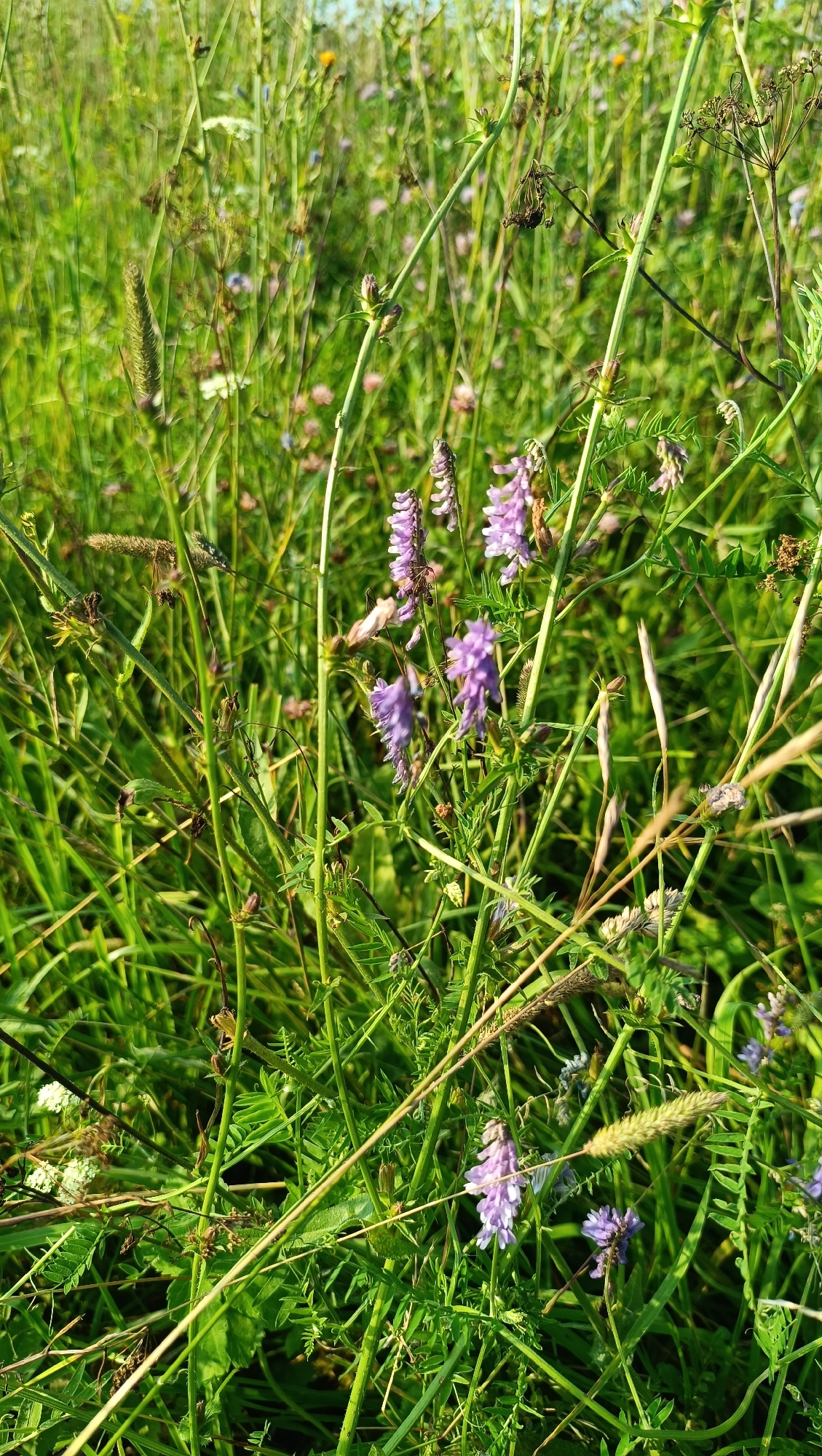 The image depicts a close-up view of a meadow filled with various wildflowers and grasses. Several purple Vicia flowers are visible, along with other delicate blooms and seed heads. The foliage is lush and green, suggesting a natural, uncultivated environment. The lighting indicates a sunny day. The image is taken outdoors, in a natural setting. There are no people or man-made structures visible.