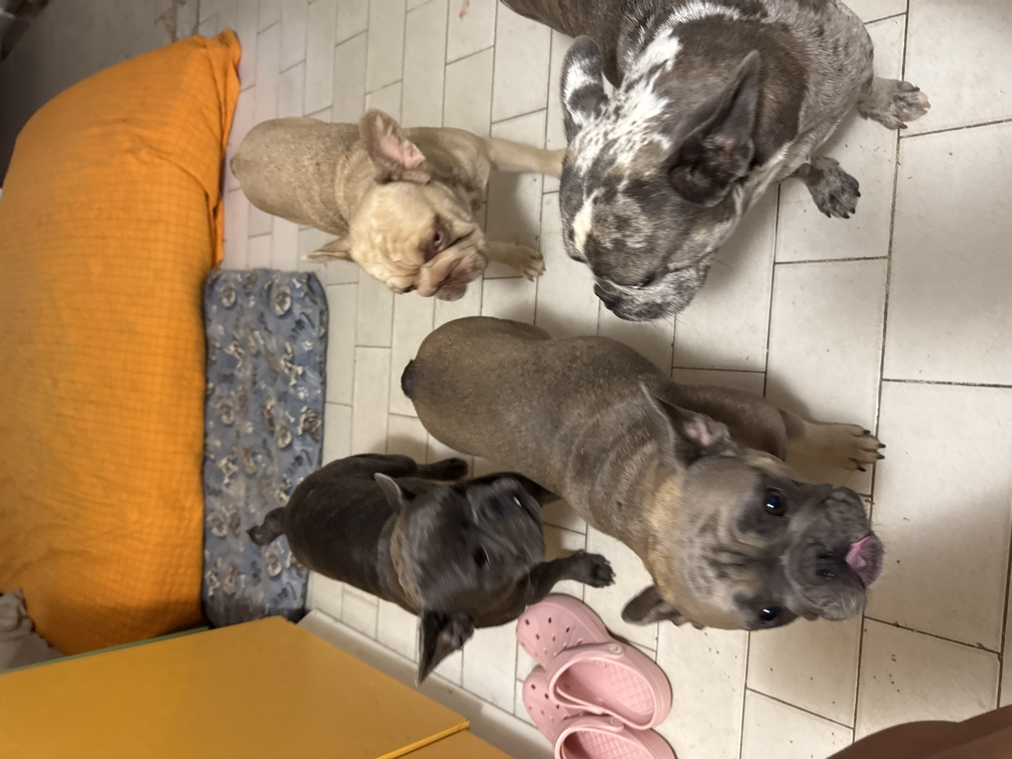 An indoor scene shows four French Bulldogs in what appears to be a domestic setting. Two dogs are facing the camera, one with its tongue sticking out. The other two dogs are positioned further back, one facing towards the left and the other towards the right. In the background, there is a large orange beanbag and a blue patterned mat on the floor. To the left of the dogs, a pair of pink sandals are visible. The floor is tiled with a white and light grey pattern. The lighting suggests an interior environment, possibly a kitchen or living area. The image does not provide any information or visual cues that would place the scene in San Benedetto del Tronto, Italy.