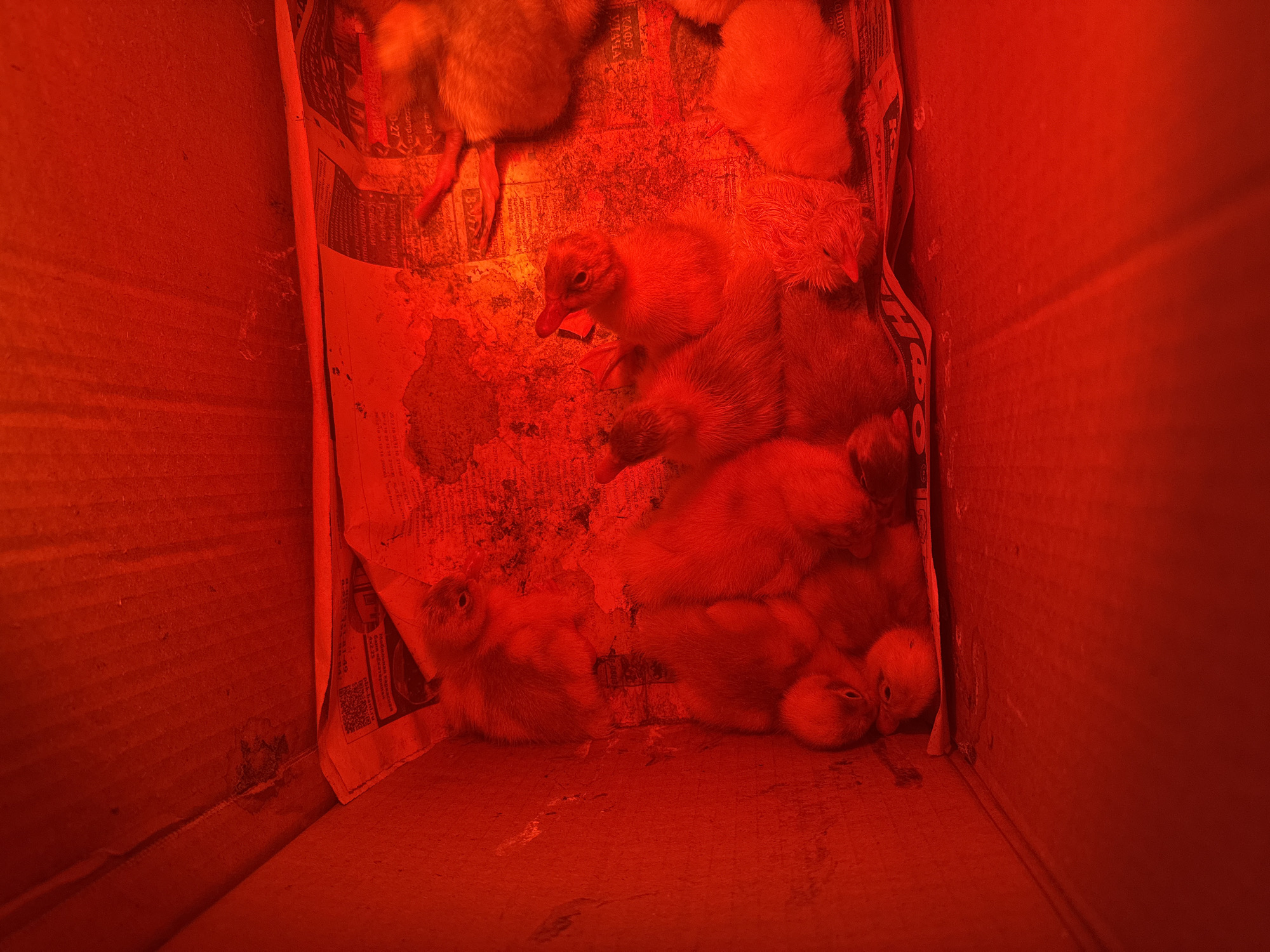 A cardboard box filled with ducklings under a red heat lamp, illuminating the scene with a strong reddish-orange hue. The ducklings are huddled together for warmth on top of a crumpled newspaper. The photo was taken indoors. The location of Раздолье, Russia, is not relevant to the image.