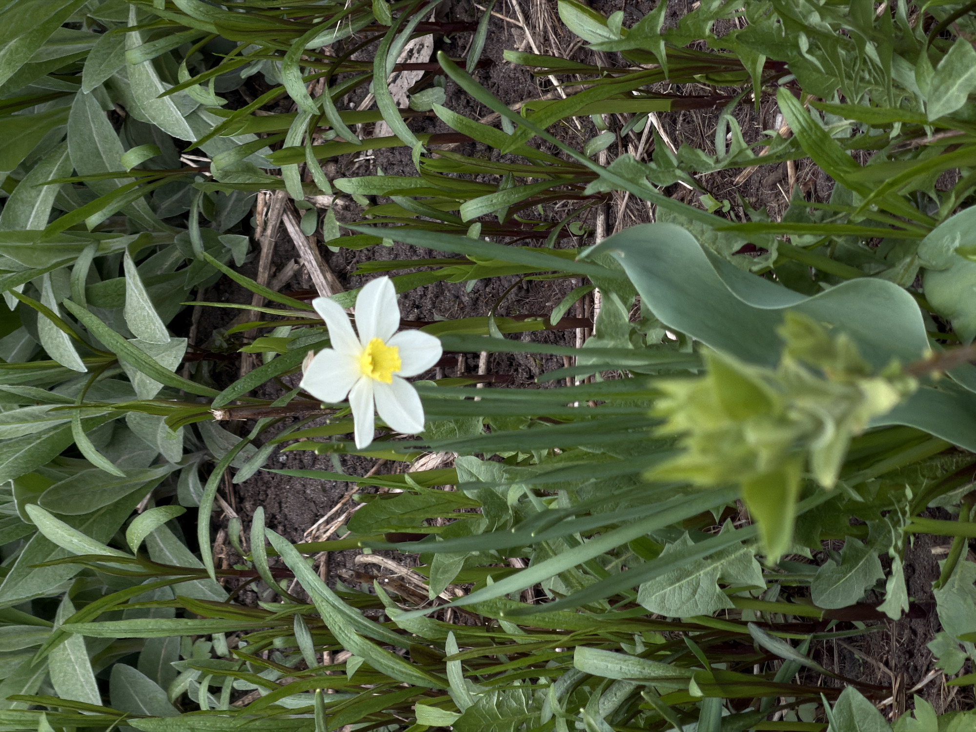 The image shows a white and yellow narcissus flower blooming among green foliage. The background includes dirt and dead plant stems. The specific location in the city of Perm, Russia, cannot be determined from the image alone.