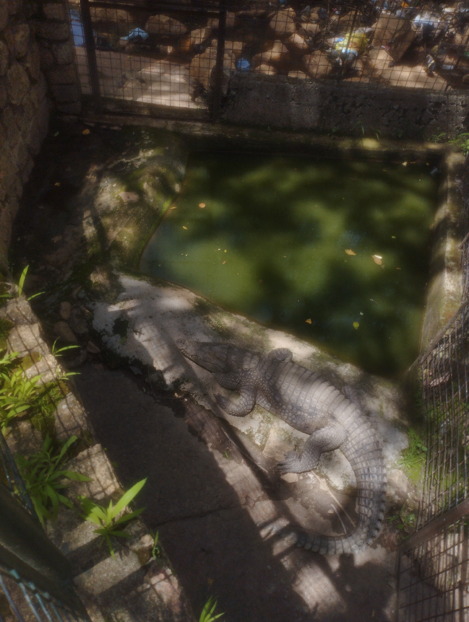 This is an aerial shot of a crocodile enclosure in what appears to be a zoo or wildlife park in Jos, Nigeria. The enclosure has a concrete bottom, with one side leading into a murky, green pool of water. The crocodile itself is a large, gray reptile with textured scales, resting on a slightly raised concrete platform at the edge of the pool. Its body is long and its tail curves around its body. The enclosure is bordered by a concrete wall on one side and a metal fence on the other, with some vegetation growing near the edges. Shadows from trees or other structures cast dappled patterns across the enclosure, suggesting it's daytime, likely with some sunlight filtering through. The overall impression is of a somewhat rustic and naturalistic habitat for the reptile. There is no visible text in the image.