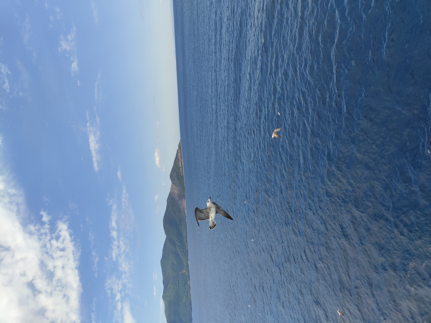 The image depicts a wide shot of the sea off the coast of Thassos, Greece. The water is a deep blue with gentle ripples. In the foreground, a seagull is captured mid-flight, wings spread wide. Further out, another seagull flies lower over the water. In the background, a lush, green, mountainous coastline stretches across the horizon, suggesting the island of Thassos. The sky above is a bright blue with scattered white clouds, indicating a clear and sunny day. The scene evokes a sense of freedom and the natural beauty of the Aegean Sea.
