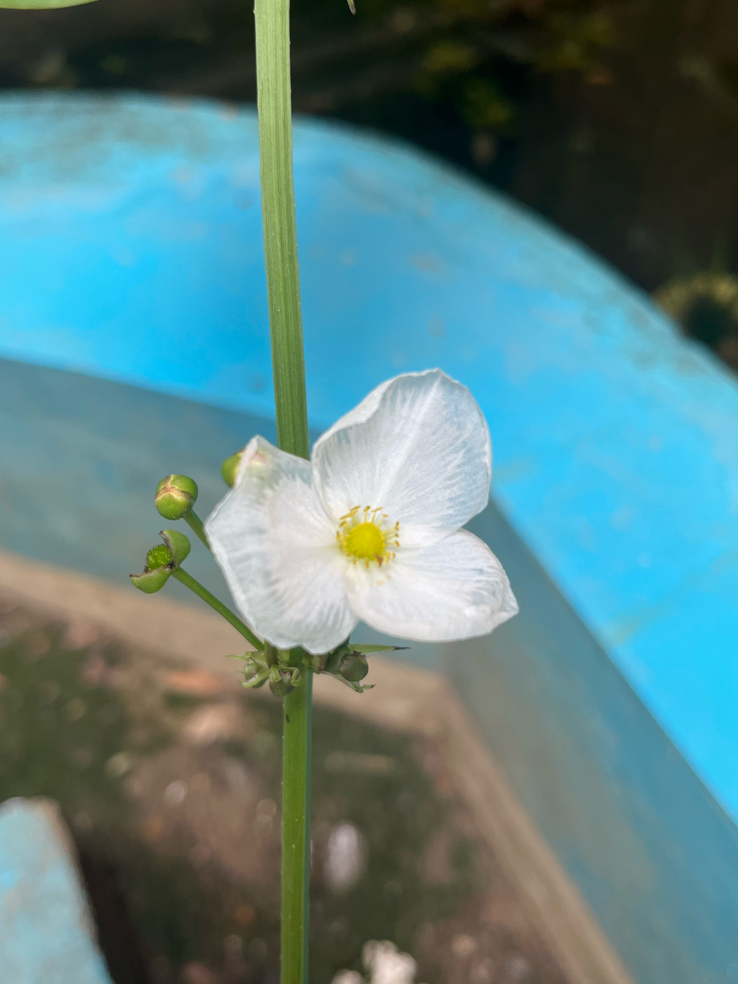 A close-up, eye-level shot captures a single white flower with a yellow center, its petals delicately unfurling. The flower is positioned on a thin green stem, with two green buds visible to its left. The background is dominated by a bright blue surface, likely a man-made container, with a blurry, dark green and brown area behind it, suggesting foliage or natural surroundings. The image is sharp and clear, with a shallow depth of field that isolates the flower from its environment. The lighting appears natural, highlighting the texture and details of the flower and stem. The scene is devoid of any human presence or activity. The image was taken in Lambaro Kueh, Indonesia.