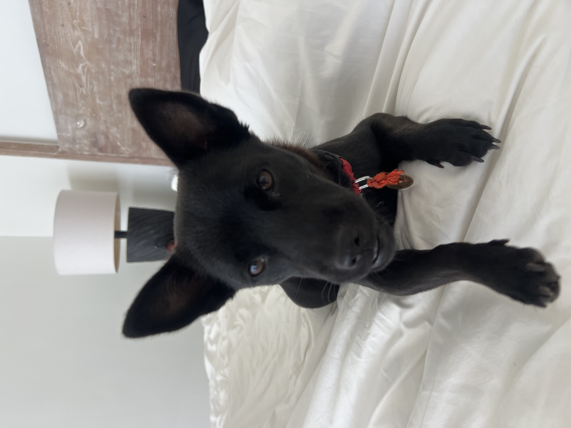 A black dog with a red collar lies on a white bed. The dog is positioned in the center of the frame and is looking at the camera. A wooden headboard and a white lamp are visible in the background. The location is Unknown, Unknown.