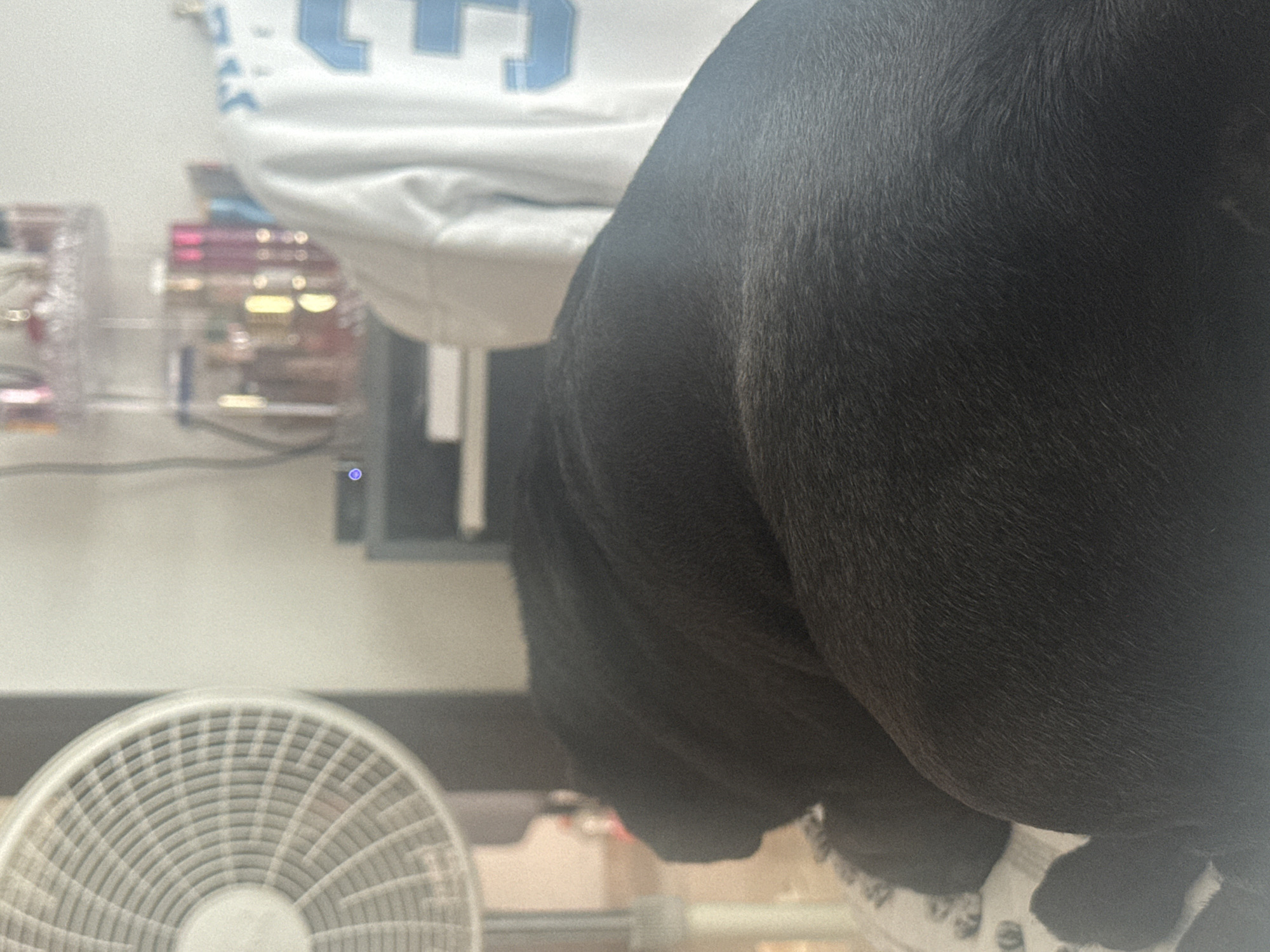 The image shows a close-up view of a black dog, with a small white fan visible in the lower left corner. In the background, there is a blurry glimpse of a white garment with a light blue number on it. There's also a partially visible clear container with various items inside and a gray object with a small blue light. The location is unknown, and there's no indication of it being in San Bernardino Tlaxcalancingo, Mexico.