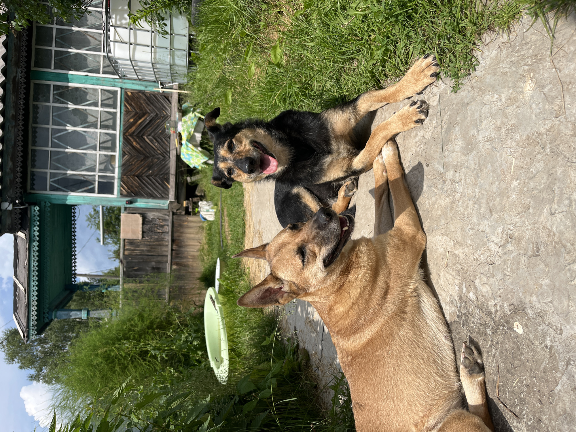 In Nizhny Tagil, Russia, two dogs are resting on a concrete path in front of a weathered wooden house with green trim. The larger dog, a tan mixed breed, lies on its side with its head turned to the left, its mouth open in a pant. The second dog, a black and tan mixed breed, is lying down facing forward, also with its mouth open. The background shows overgrown green vegetation, a wooden fence, and a large white water tank. The scene appears to be in a rural or backyard setting.