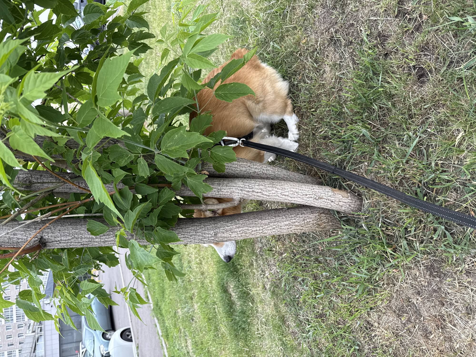 A light brown and white dog with a black leash is partially hidden behind the trunk of a small tree, with its head turned to the left. The dog is lying on a patch of green grass with some dry patches and brown leaves. In the background, there are cars parked on a street next to a building. This scene appears to be in the city of Krasnoyarsk, Russia, given the urban environment and the commonality of such trees and grassy areas in Russian cities.