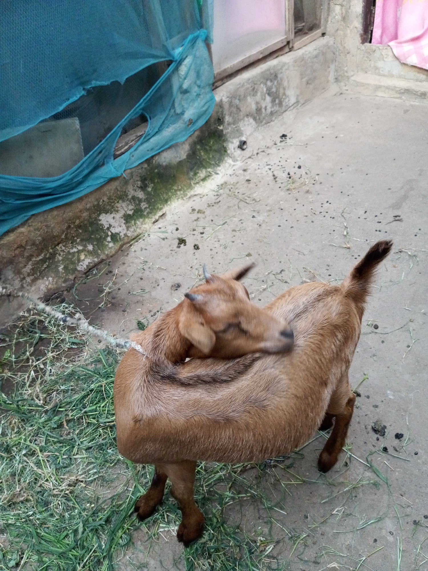 A brown goat with small horns is standing on a concrete surface next to a pile of dry grass. A rope is tied around the goat's neck. The goat is scratching itself with its hind leg. In the background, a blue net is hanging from a wall. The scene appears to be an outdoor enclosure, possibly in a rural or semi-urban area. The environment suggests a functional space rather than a decorative one.