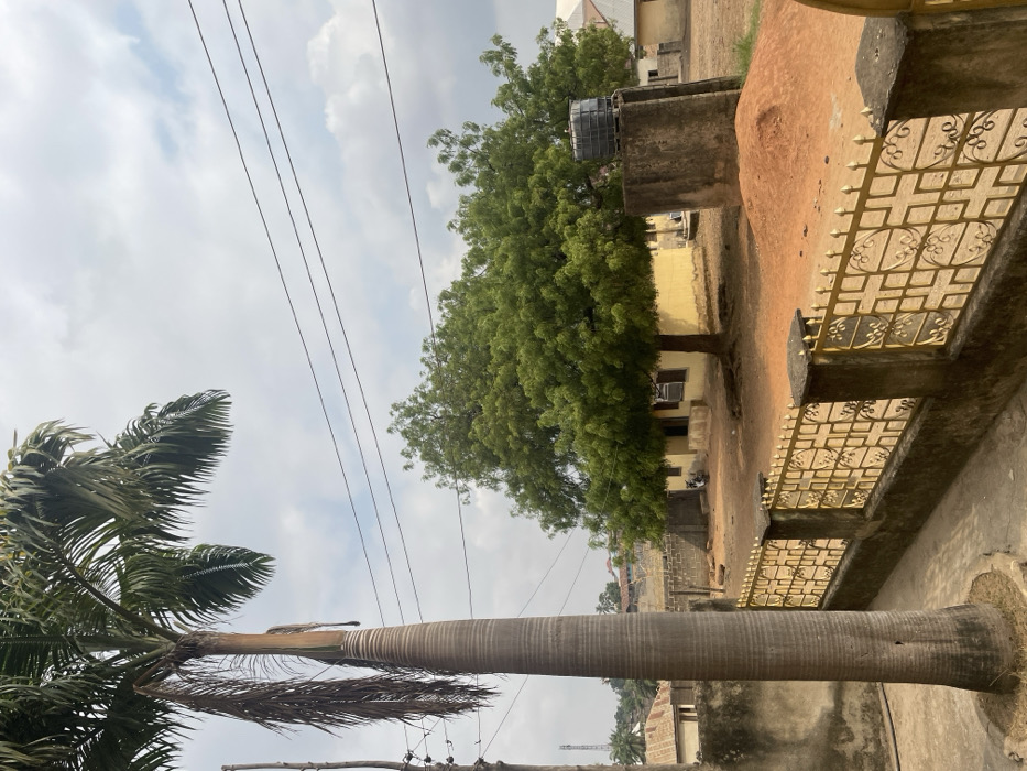 This image depicts a static outdoor scene within a residential area of Akwanga, Nigeria, under a partly cloudy sky. The foreground on the left is dominated by a tall palm tree with a thick, ringed trunk and green fronds, some dry and hanging. A segment of a utility pole with electrical wiring is visible directly behind the palm tree. Along the bottom, running from the left to the lower right, is a low concrete wall topped with a gold-colored metal fence featuring repetitive geometric patterns of squares and circles. A narrow paved strip runs alongside the interior of this fence on the left.
The midground features a large, mature tree with dense green foliage, its exposed roots visible at the base on the reddish-brown earth. Behind this tree is a single-story yellow building with dark-colored windows and an entrance. To the right of the yellow building, a concrete water tank stand supports a black cylindrical plastic water tank. A mound of reddish-brown earth is present on the ground to the right of the water tank stand.
In the background, multiple utility lines traverse horizontally across the upper middle of the frame. Various other residential structures with light-colored walls and dark or reddish-brown roofs are visible. On the far left, a distant telecommunications mast is discernible against the sky. No individuals, animals, or explicit actions are present within the frame.