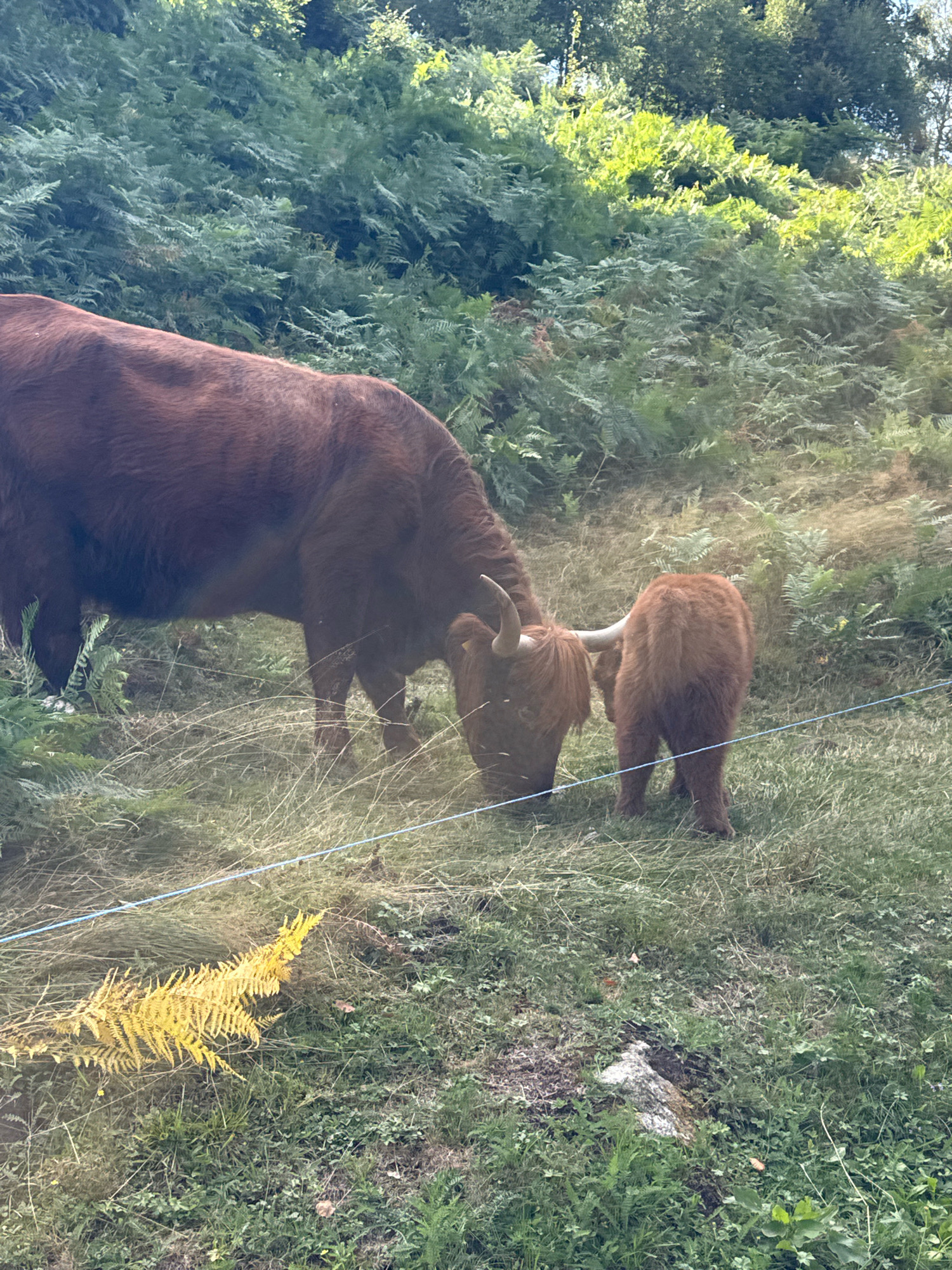 The image depicts two Highland cows grazing in a grassy, fern-covered hillside environment. The larger cow, on the left, is mostly visible from the side, showing its reddish-brown fur and a portion of its horns. The smaller cow, positioned to the right of the larger one, is seen from the rear, with its shaggy brown coat and tail clearly visible. Both animals are facing downwards, engaged in eating grass. A thin blue wire runs horizontally across the foreground, suggesting a fence or boundary. The background is densely populated with green ferns and trees, indicating a natural, outdoor setting. There is no discernible indication of the city of Bellagio, Italy, in the image.