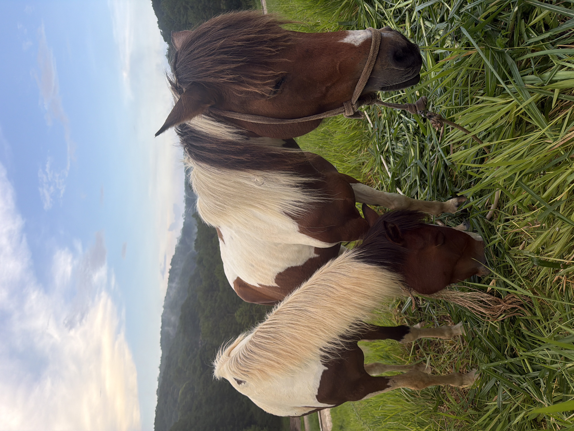 Two horses with brown and white coats are grazing in a grassy field. The horse in the foreground is on the right, facing the viewer's right, with its head down eating grass. It has a rope halter around its head, tied with a knot. The second horse is to the left, facing away from the viewer, also with its head down eating grass. The horses are in a rural area with rolling hills covered in lush green trees in the background. The sky is partly cloudy with shades of blue and yellow. The scene appears to be in the city of Da Lat, Vietnam, known for its picturesque landscapes and cool climate, often featuring rolling hills and agricultural areas.