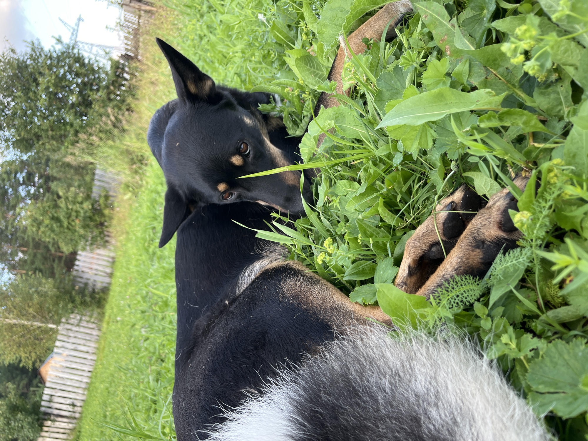 A medium-sized black and tan dog with large ears is lying down in lush green grass. The dog's head is resting on its paws, and its eyes are open, looking towards the viewer. Its fur is dark on its back and head, with tan markings on its face and legs. The dog's tail, which is partially visible on the left side of the frame, has a white tip. The background features a blurred wooden fence, trees, and a power line tower, suggesting an outdoor setting. The scene appears to be in a rural or semi-rural area, possibly on the outskirts of Nizhny Tagil, Russia, given the presence of the power line tower and rustic fence. The overall impression is one of a peaceful moment in nature.