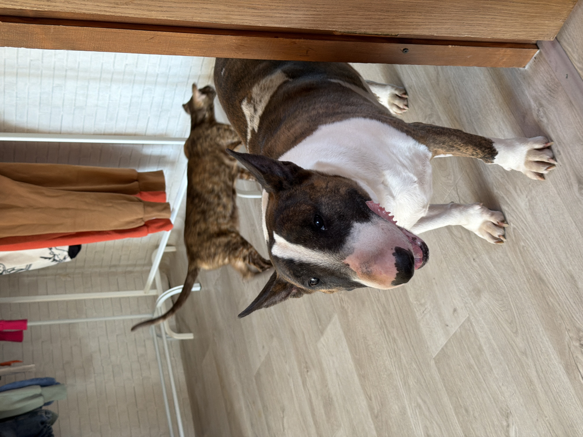 A tan and white Bull Terrier dog lies on a light wood floor. Behind the dog, a brown tabby cat stands on the lower shelf of a white wire shelf. Clothing items are visible on the shelf. The photograph appears to be taken indoors, with a wooden structure partially visible at the top of the frame. The location is Chaikovsky, Russia.