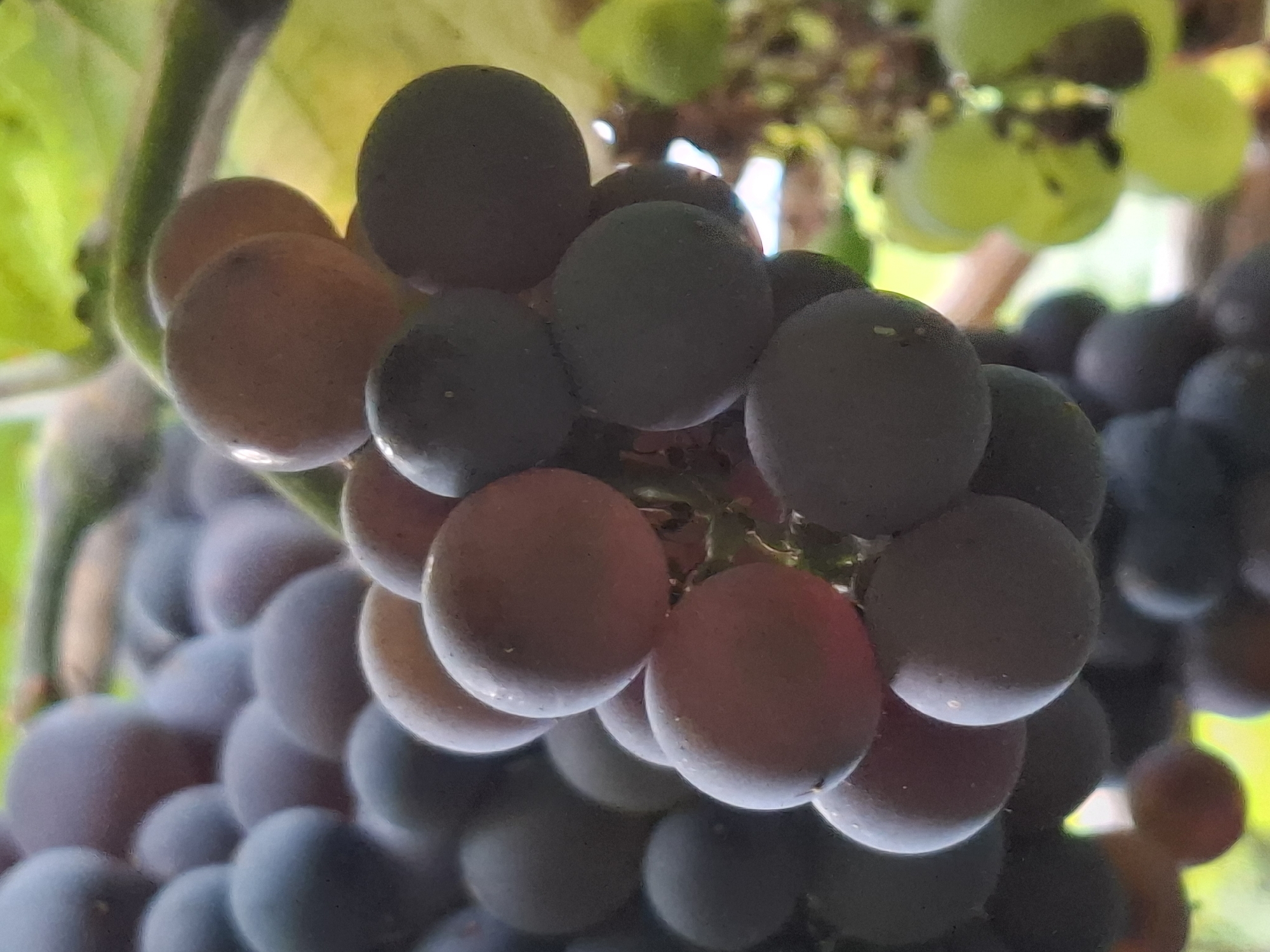 A close-up, shallow depth-of-field, outdoor, natural light photograph captures a cluster of dark purple and reddish-purple grapes hanging from a vine, with some out-of-focus green grapes and foliage visible in the background. The grapes are spherical to slightly ovate and exhibit a dusty bloom. The image is undated and its location in Almaty, Kazakhstan, is not depicted or suggested by any elements within the frame. There are no people, actions, or interactions visible. The scene is exclusively focused on the grapes and their immediate natural surroundings.