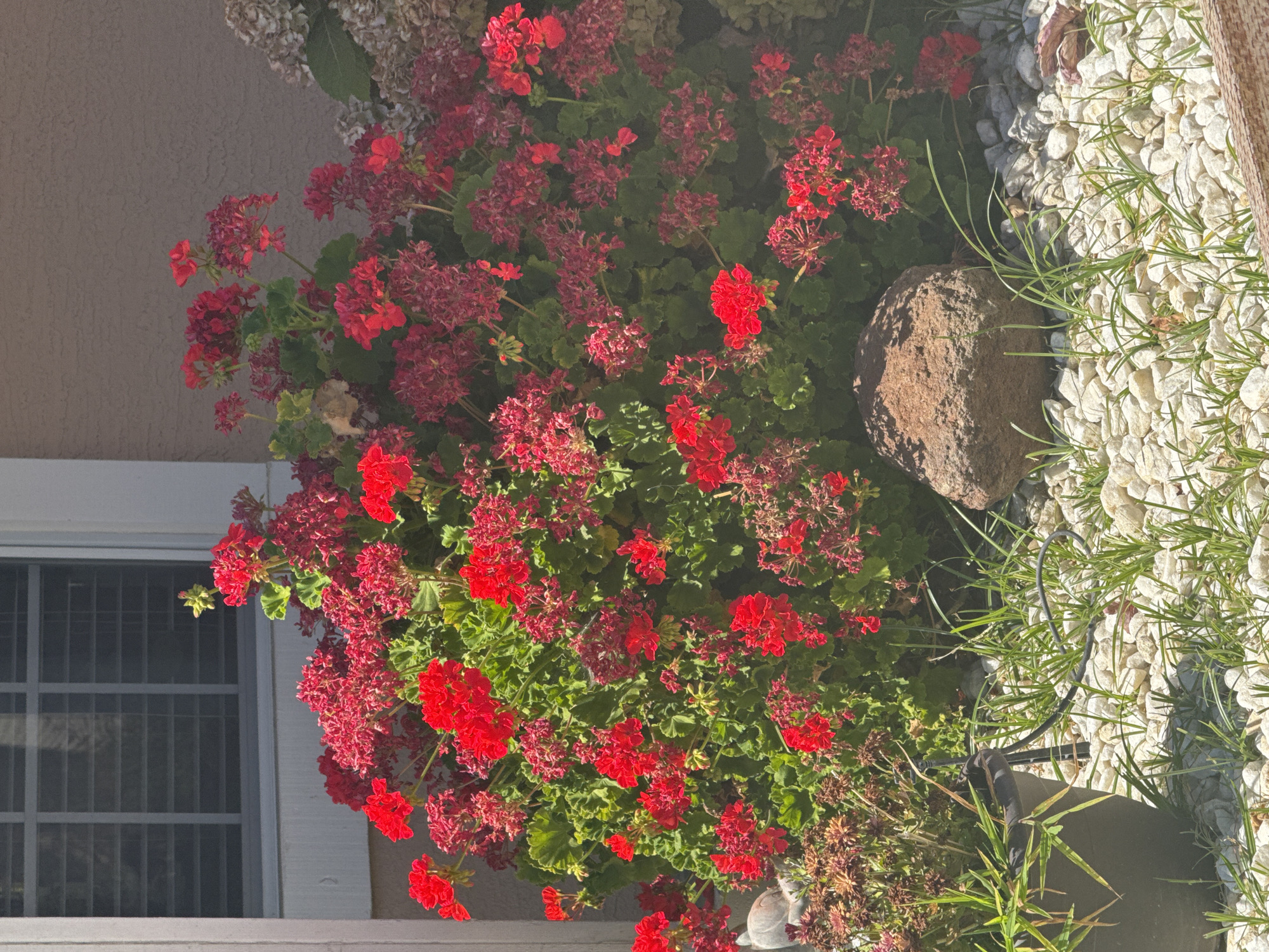 The image shows a cluster of vibrant red geraniums in full bloom, nestled against a textured, light brown wall of a building. To the left of the flowers, a portion of a building with a window featuring horizontal blinds is visible. The flowers are situated in a landscaped area with white gravel and some sparse green grass. A dark-colored pot containing some greenery is partially visible on the far left. A large, reddish-brown rock sits in front of the flowers. The scene appears to be an outdoor setting, likely a residential or commercial property, in the city of Antelope, United States.
