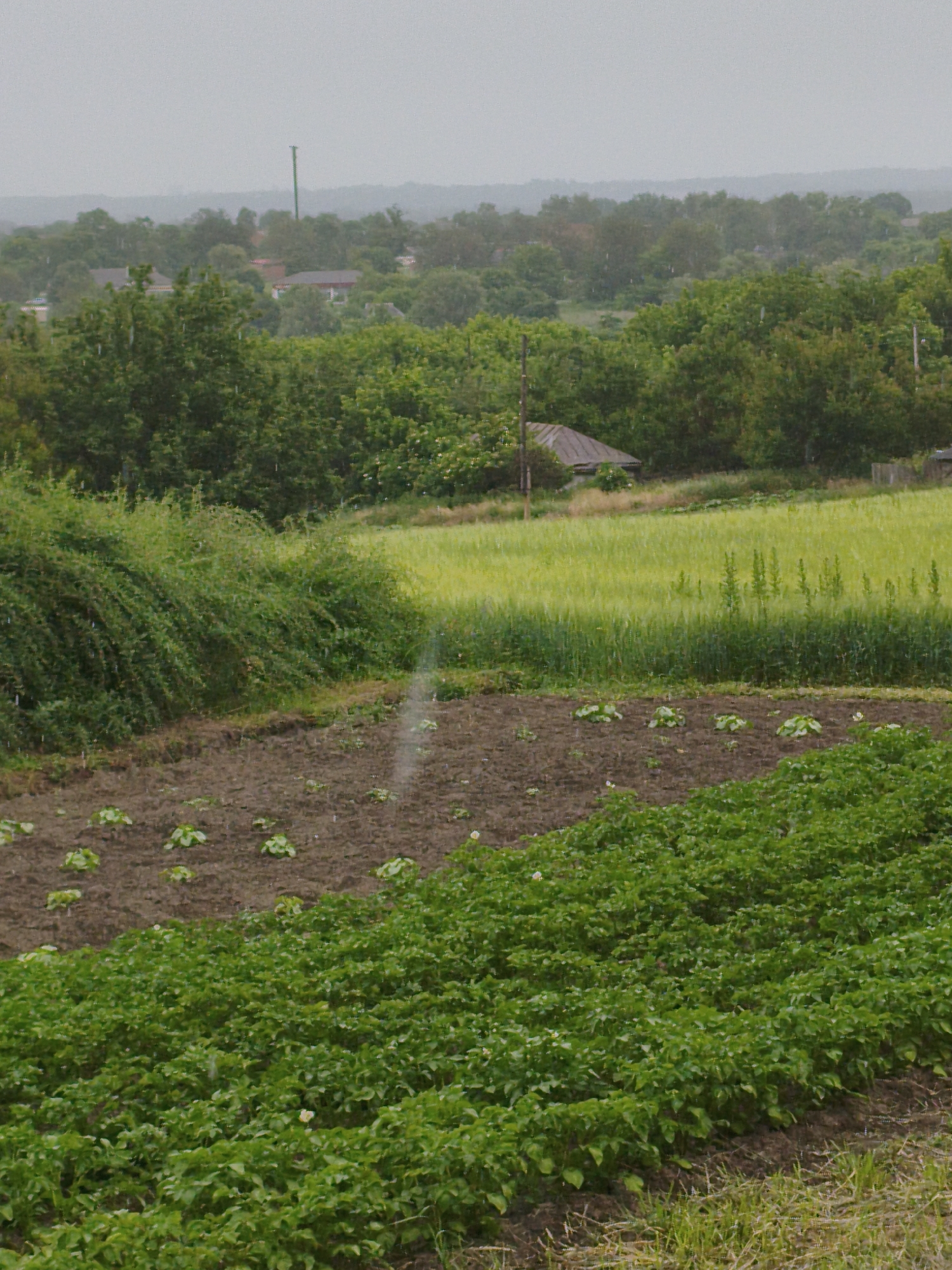 The image depicts a rural landscape in Ustyvytsia, Ukraine, on a cloudy or rainy day. In the foreground, there are two distinct agricultural plots. The lower right portion of the image shows rows of dense, green leafy plants, likely a crop like potatoes. To the upper left of this dense patch, there is a tilled area of dark soil with scattered young plants, also appearing to be a vegetable crop.
Beyond the cultivated fields, a vibrant green field, possibly of wheat or barley, stretches across the mid-ground. In the far distance, a dense cluster of trees forms a treeline, with a few scattered buildings peeking through. One building with a triangular, dark-colored roof is visible amongst the trees. The background is dominated by rolling hills and a hazy, overcast sky. A thin, vertical pole, possibly a utility pole, stands out against the sky in the upper left portion of the scene. The overall impression is one of agricultural land under a diffused, possibly wet, atmospheric condition.
