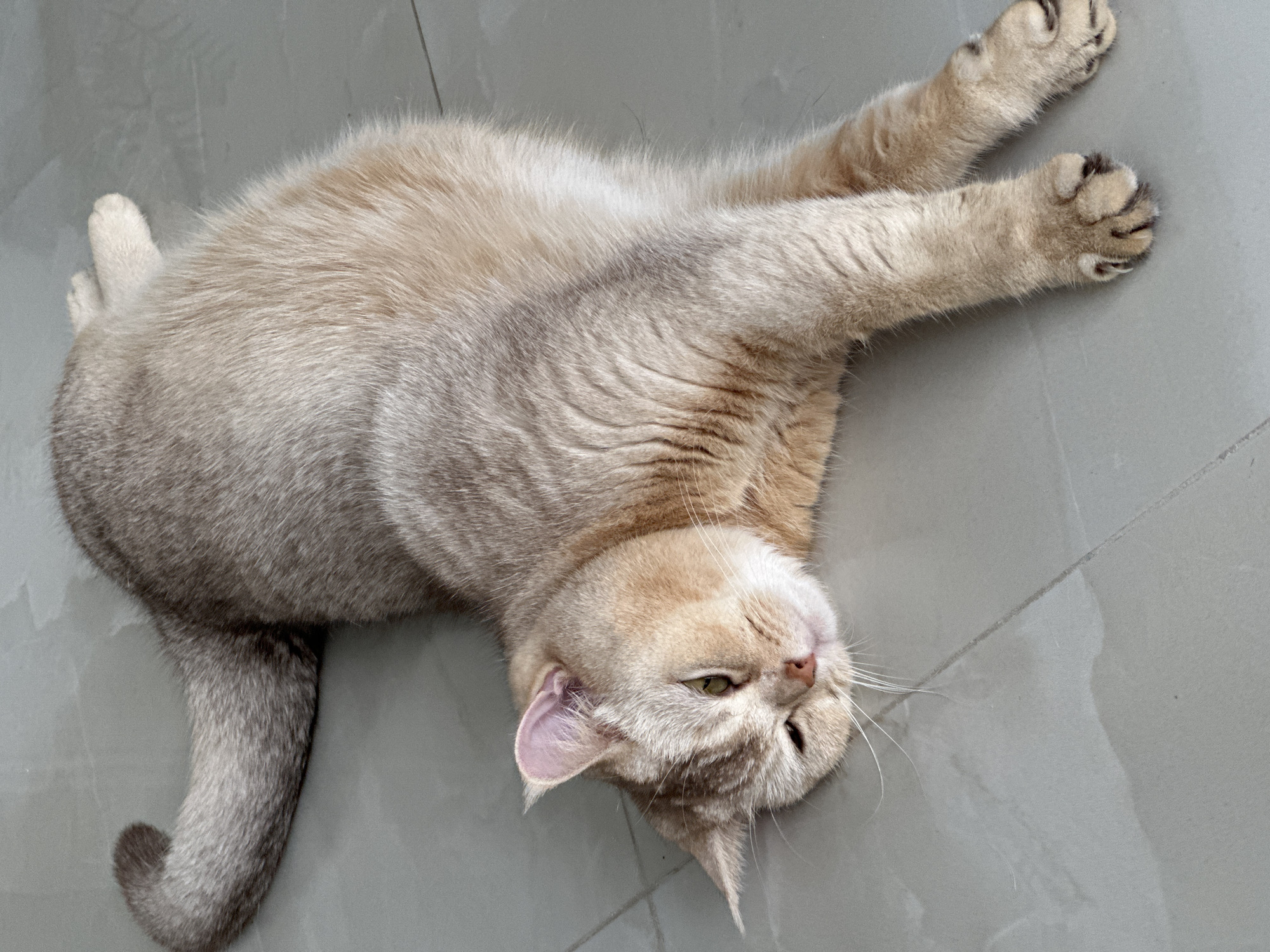 A cat lies on a gray tiled floor. The cat is a light tan color with gray markings on its back and tail. It is lying on its side with its front legs stretched out above its head and its rear legs stretched out behind it. The cat's face is turned upward with its eyes partially closed. The location is in the city of Unknown, Unknown.