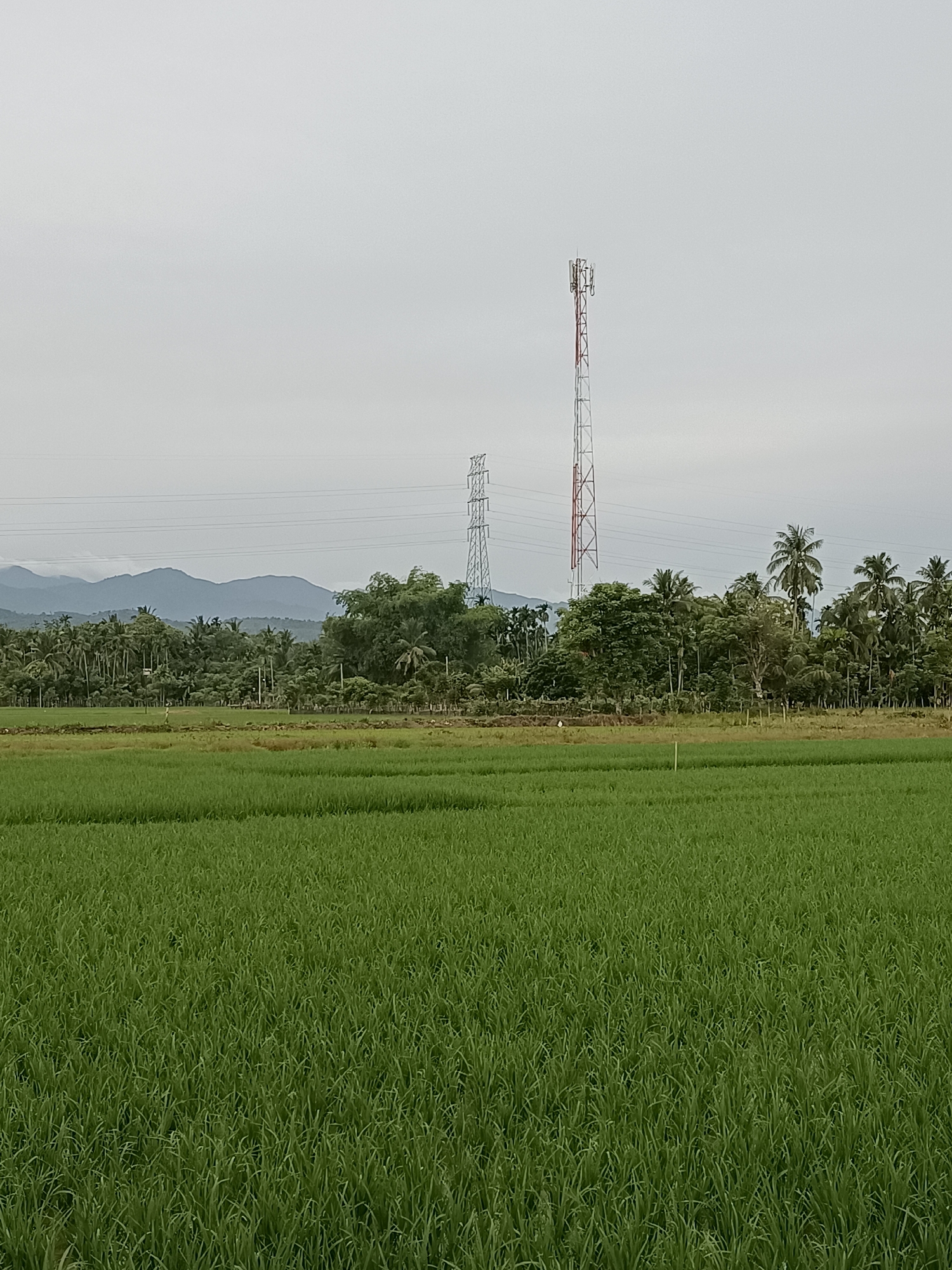 An overcast day in Manyang Cut, Indonesia, is depicted by a wide shot of a verdant rice paddy in the foreground. The paddy stretches across the entire lower half of the image, its uniform green expanse punctuated by subtle textural variations. Beyond the paddy, a treeline forms a dense barrier, a mix of palm trees and other lush foliage, with hints of distant mountains on the horizon. Towering over the trees are two electricity pylons, one a lattice structure and the other a red and white telecommunication tower, standing as stark industrial contrasts to the natural landscape. A single, small white object, possibly a person or a marker, is visible in the mid-ground, positioned between the paddy and the trees.