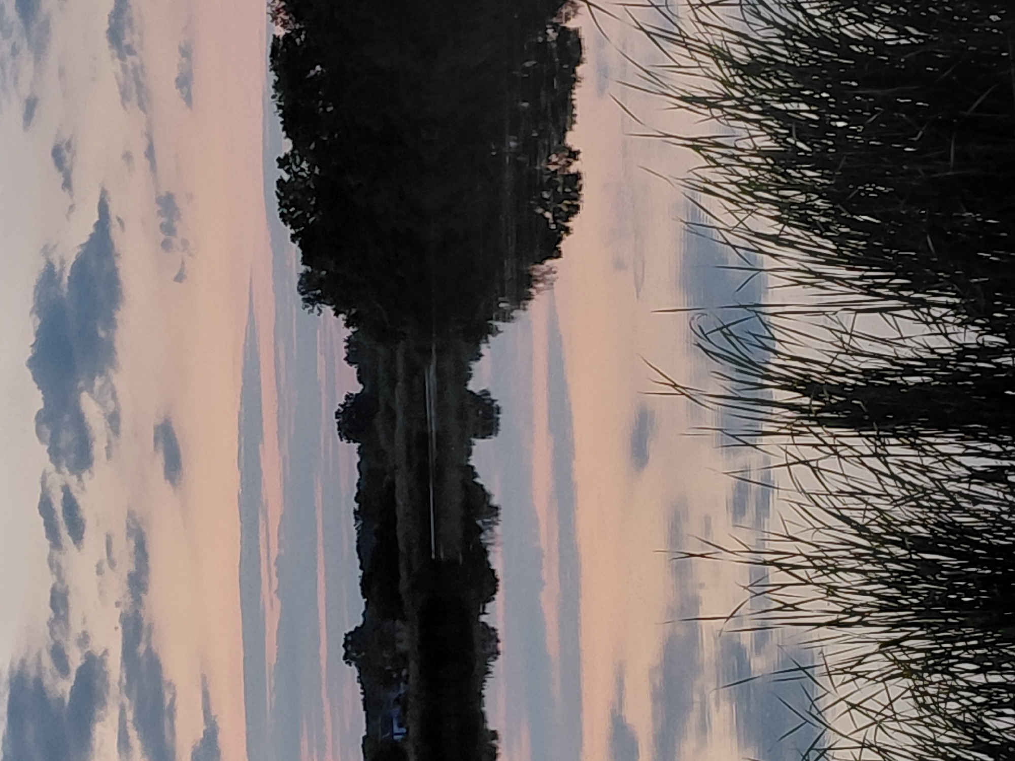 A serene sunset scene unfolds over a tranquil body of water, likely a lake or river, situated in the vicinity of Ustyvytsia, Ukraine. The sky is painted with soft hues of pink, peach, and pale blue, interspersed with scattered clouds. The reflection of the sky and the dark silhouette of trees lining the opposite bank are mirrored perfectly on the water's surface. In the foreground, tall, dark grass sways gently, creating a natural frame for the reflective water and the distant landscape. A hint of a structure, possibly a house, is visible on the far left bank, blending into the darker tree line. The overall atmosphere is peaceful and still, characteristic of a quiet evening in a rural Ukrainian setting.