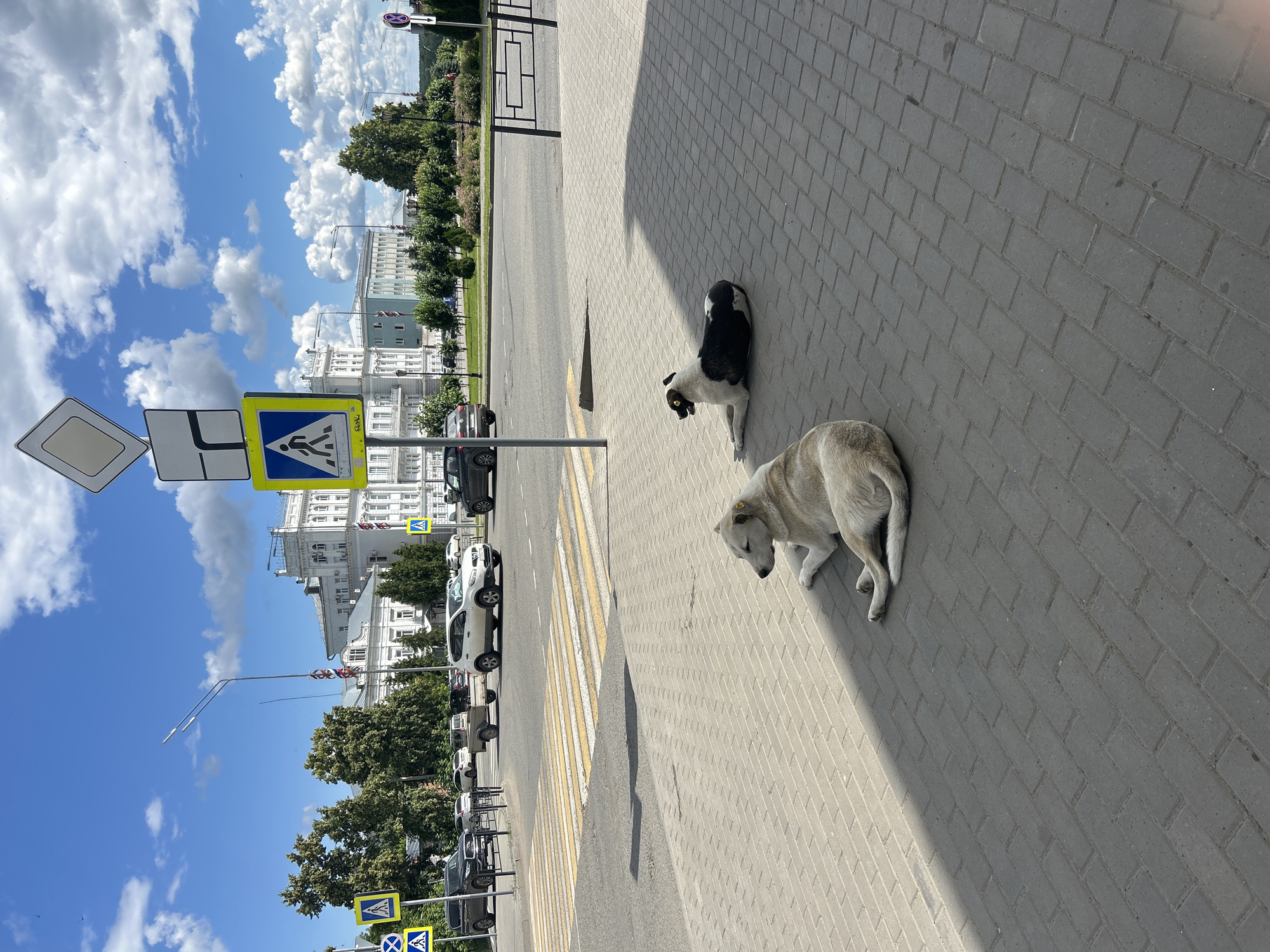The image depicts an outdoor urban scene. Two dogs are present on a paved sidewalk. One dog, with black and white markings, is sitting. The other dog, lighter in color, is lying down. Both dogs appear to be stray.
In the background, there is a street with parked cars and a pedestrian crossing marked by yellow and white stripes. Buildings with classical architecture line the street, suggesting a historical or city center area. Trees and a clear blue sky with white clouds contribute to the overall setting.
Several traffic signs are visible. A yellow diamond-shaped sign with a black border is on the left. Next to it, a blue square sign with a white pedestrian symbol indicates a crosswalk. Another similar pedestrian crossing sign is visible further down the street.
The time of day appears to be daytime, with clear sunlight casting shadows on the pavement. The weather seems pleasant, indicated by the bright sky and visible clouds. The presence of buildings and traffic suggests an urban environment in Sarapul, Russia. No specific emotions are evident from the dogs or the scene, other than a sense of normalcy for stray animals in an urban setting. There is no legible text in the image.