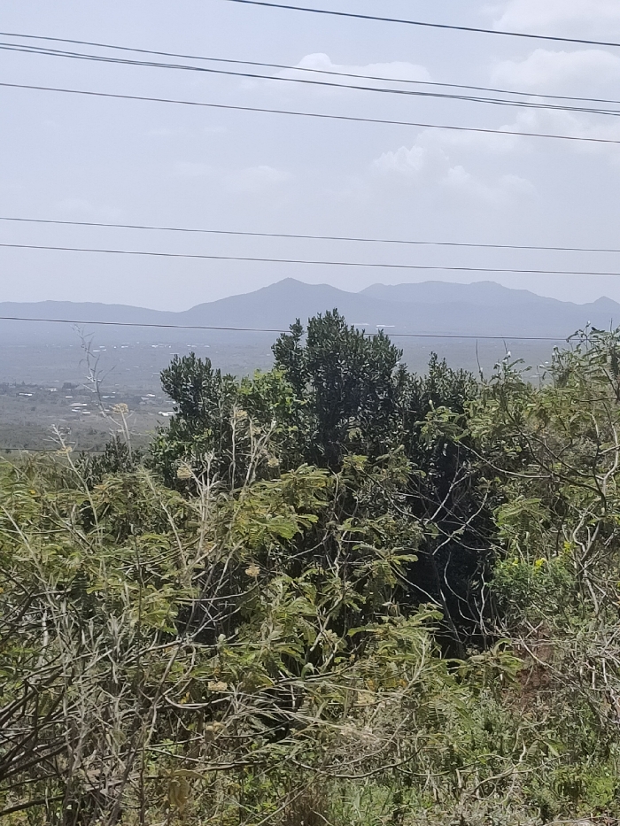 This image captures a panoramic view of the Ewuaso Oonkidong'i ward in Kenya, showcasing a vast natural landscape under a bright, hazy sky. The scene is observed from an elevated vantage point, looking down into a broad valley or plain.
In the immediate foreground, dense, untamed vegetation dominates the lower and middle portions of the frame. This includes a variety of trees and shrubs, some appearing dry and thorny with sparse, light-colored branches, while others are lush with dark green foliage. Distinctive feathery, light green leaves, possibly belonging to acacia-like plants, are visible.
The midground reveals a sprawling expanse of land, partially covered by vegetation, with scattered signs of human settlement in the form of small buildings or structures, suggesting a village or town. Beyond this, the landscape stretches to a series of undulating mountains that form the distant background. These mountains appear soft and muted in color, likely due to atmospheric haze or distance.
Above the distant landscape, the sky is light blue to grey, with faint, scattered clouds. Several parallel power or telephone lines traverse the upper section of the image horizontally, cutting across the sky and the distant mountain range.
The time of day appears to be bright daylight, possibly late morning or early afternoon, given the overall illumination. The weather seems clear but with a noticeable atmospheric haze, which is common in semi-arid environments. There are no people or explicit activities visible in the static landscape. No text is visible in the image.