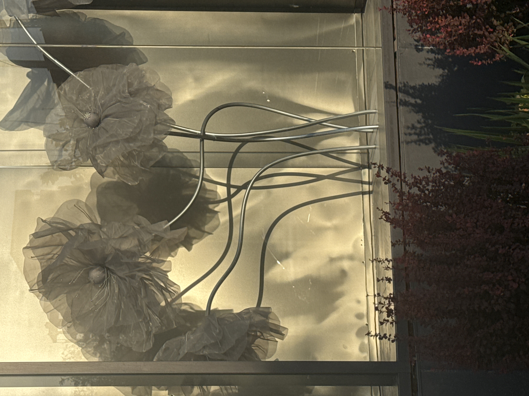 The image shows a store window display featuring oversized, translucent fabric flowers with metallic stems. The flowers are arranged in a cluster and appear to be a light gray or white color, with some showing hints of pink or purple. The stems are thin and curved, creating an abstract, sculptural effect. Behind the flowers, the window reflects a golden-colored wall or building, creating a warm, diffused light. In the foreground, a dark red, bushy plant is visible below the window. Shadows of trees are cast on a dark surface below the window, and some green grass or reeds are also visible. The overall scene suggests an artistic or decorative display, possibly in a commercial area of Bishkek City, Kyrgyzstan. There are no people or animals visible in the image.