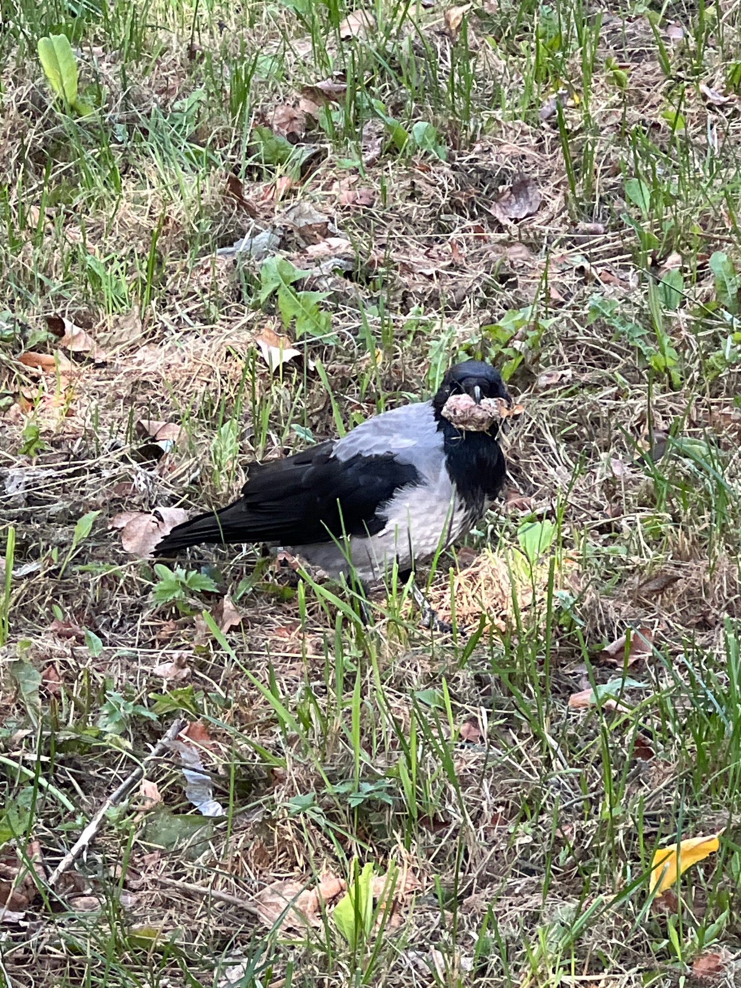 An adult hooded crow (Corvus cornix) stands in dry grass and fallen leaves, holding a clump of food in its beak. The crow has black plumage on its head, wings, and tail, with gray on its back and chest. The background is composed of patchy green grass, dry brown grass, and scattered brown leaves, suggesting a park or natural area. The lighting is natural, consistent with daylight. The location is a grassy area in Moscow, Russia.