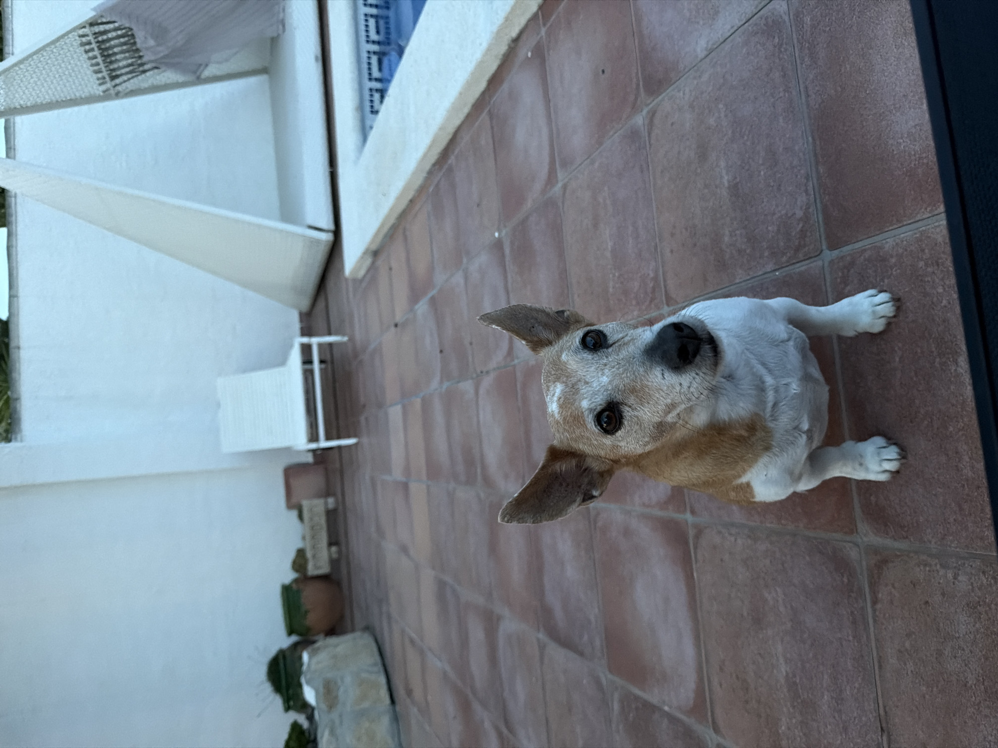 A dog with tan and white fur and folded ears stands on a terracotta-tiled surface. The dog is looking upwards towards the viewer. The location is outdoors on a patio. The background includes a white wall, patio furniture, and decorative elements possibly located in Mont-roig del Camp, Spain.