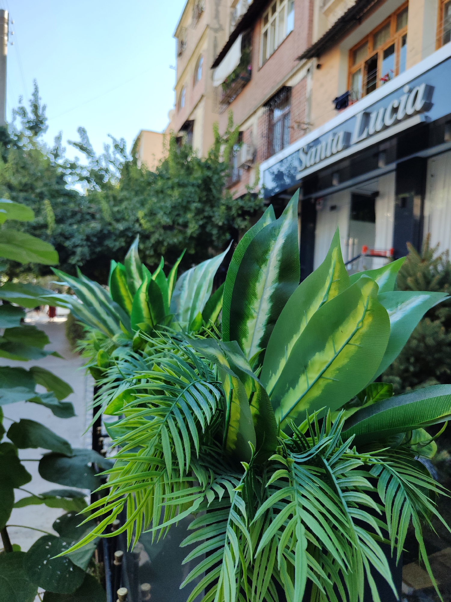 In Tashkent, Uzbekistan, a close-up shot features an arrangement of artificial green plants, predominantly with broad, striped leaves and delicate fronds, in the foreground. Behind the foliage, a building with a brick facade and multiple windows is visible, with a sign that reads "Santa Lucia" illuminated on its upper level. The sky above is clear and bright blue. The scene appears to be an outdoor setting, likely a street or walkway, with hints of other greenery and architectural elements in the background.