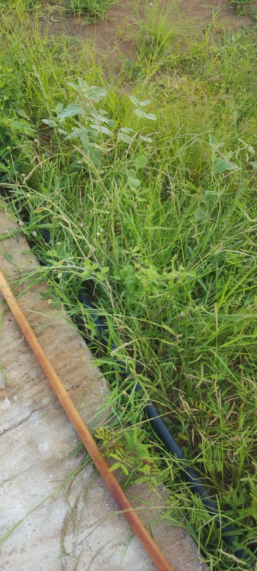 A close-up, ground-level view shows a section of a concrete path next to a dense growth of green grass and weeds. A long, orange-brown hose lies diagonally across the concrete, extending out of frame to the bottom left. Partially obscured by the grass and weeds, a black pipe runs parallel to the concrete path, disappearing into the vegetation. The environment suggests an outdoor, possibly unmaintained area.