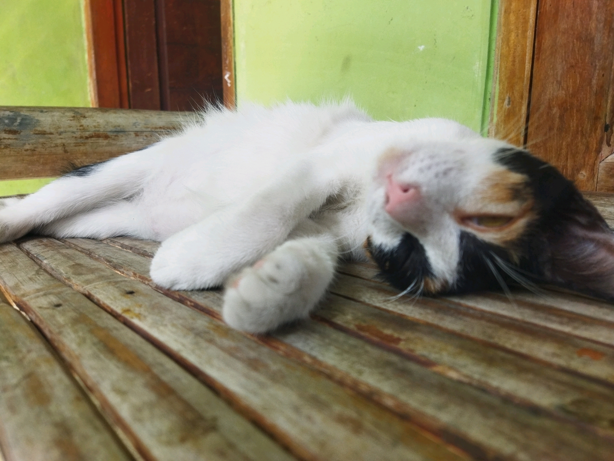 A calico cat is sleeping on a wooden bench. The cat is lying on its back with its paws in the air. The cat's fur is white with patches of black, brown, and orange. The cat's eyes are closed and its mouth is slightly open. The wooden bench is made of weathered planks. The background is a green wall with a wooden frame. The image was taken in Kesugihan, Indonesia.