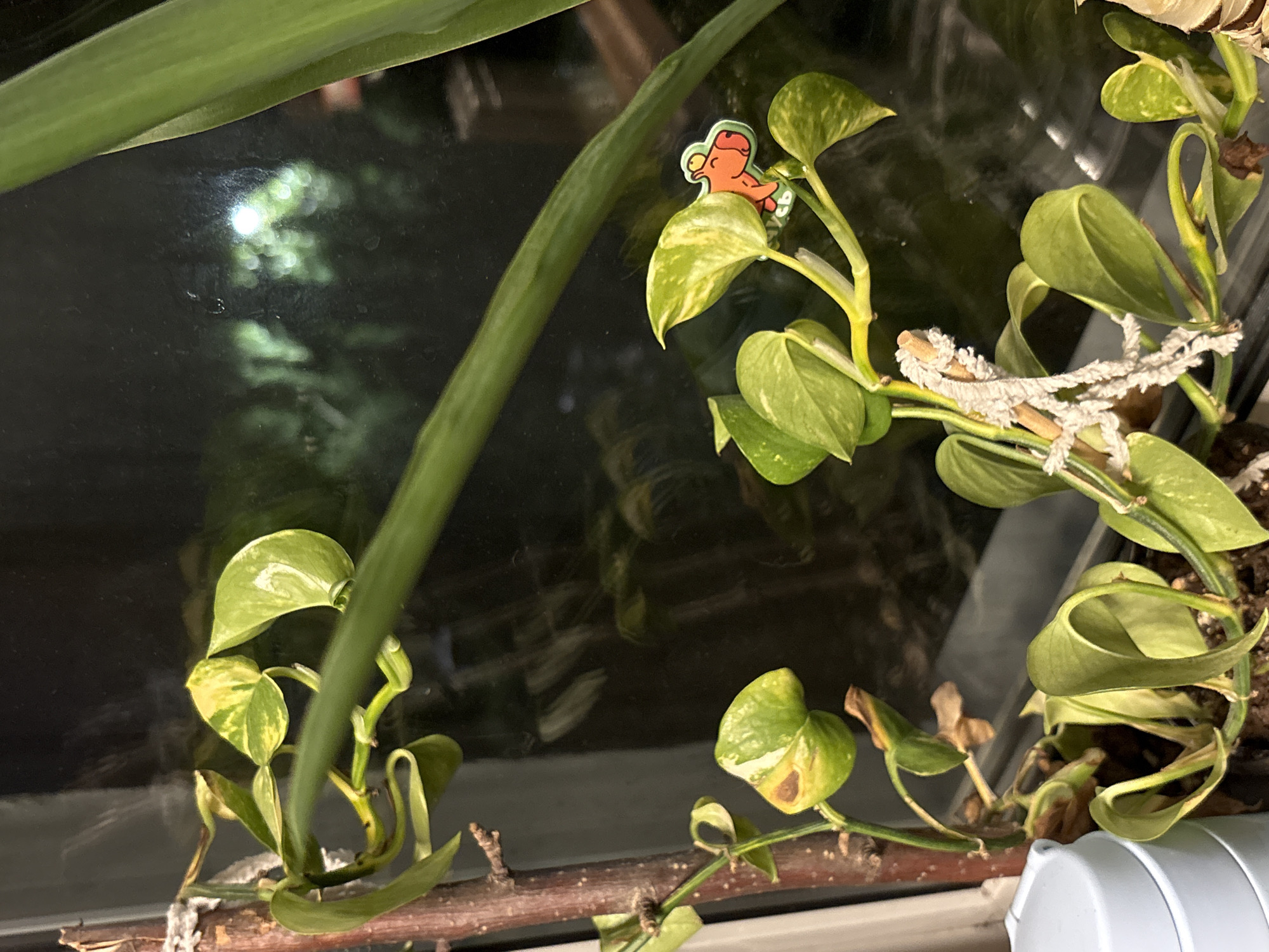 This is a close-up, eye-level shot of a potted plant, likely a Pothos, with variegated green and yellow leaves. The plant is on a windowsill, with a dark, reflective surface behind it, possibly a window showing a blurred nighttime scene with some light reflections. A thin, dark branch runs horizontally across the lower part of the frame, with the plant's vines growing along and around it.
Attached to one of the upper vines is a small, colorful plastic charm or sticker depicting an orange, cartoonish creature with a green head. Further along another vine, there's a delicate, white, string-like decoration, possibly meant to mimic a natural element or serve as a plant support. Some of the leaves show signs of browning or wilting, indicating potential care issues.
The overall lighting suggests an indoor environment, likely at night, given the dark reflections and the artificial light source visible as a blurred, bright spot in the background. The setting appears to be a domestic interior. No text is visible in the image.