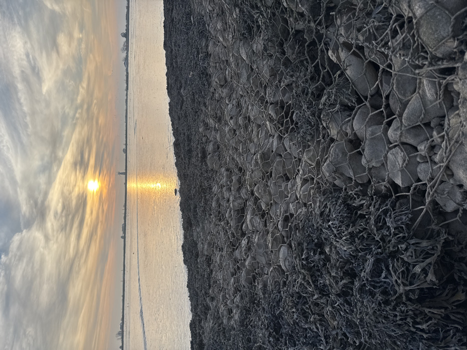 The image displays a low-angle perspective of a body of water at either sunrise or sunset, viewed from a rocky embankment. The foreground, spanning the lower half of the frame, is composed of numerous grey stones contained within a wire mesh, forming a retaining structure. Dark, presumably dried or wet, seaweed is heavily distributed across and entangled within this rock and mesh formation, particularly dense on the left side.
The midground features a broad, placid body of water, reflecting the low sun's golden light as a distinct path across its surface, extending towards the viewer. A single, small, dark bird stands on the water's surface or a very shallow section near the waterline, positioned centrally towards the left. Additional indistinct dark specks, possibly birds, are scattered across the water and in the distant sky.
The background presents a flat horizon line. A light-colored windmill, identifiable as Berney Arms Windmill, is prominent on the distant land, located slightly to the right of the sun's reflection. Other faint structures or vegetation are visible along the distant bank. The sky above is partly cloudy, illuminated by the central, intense golden sun, which casts orange and yellow tones onto the clouds, transitioning to lighter blues and greys away from its immediate vicinity.
This scene is located along the River Yare in the Great Yarmouth area, United Kingdom, with the view oriented west towards the Norfolk Broads, featuring the Berney Arms Windmill as a prominent landmark on the distant horizon.